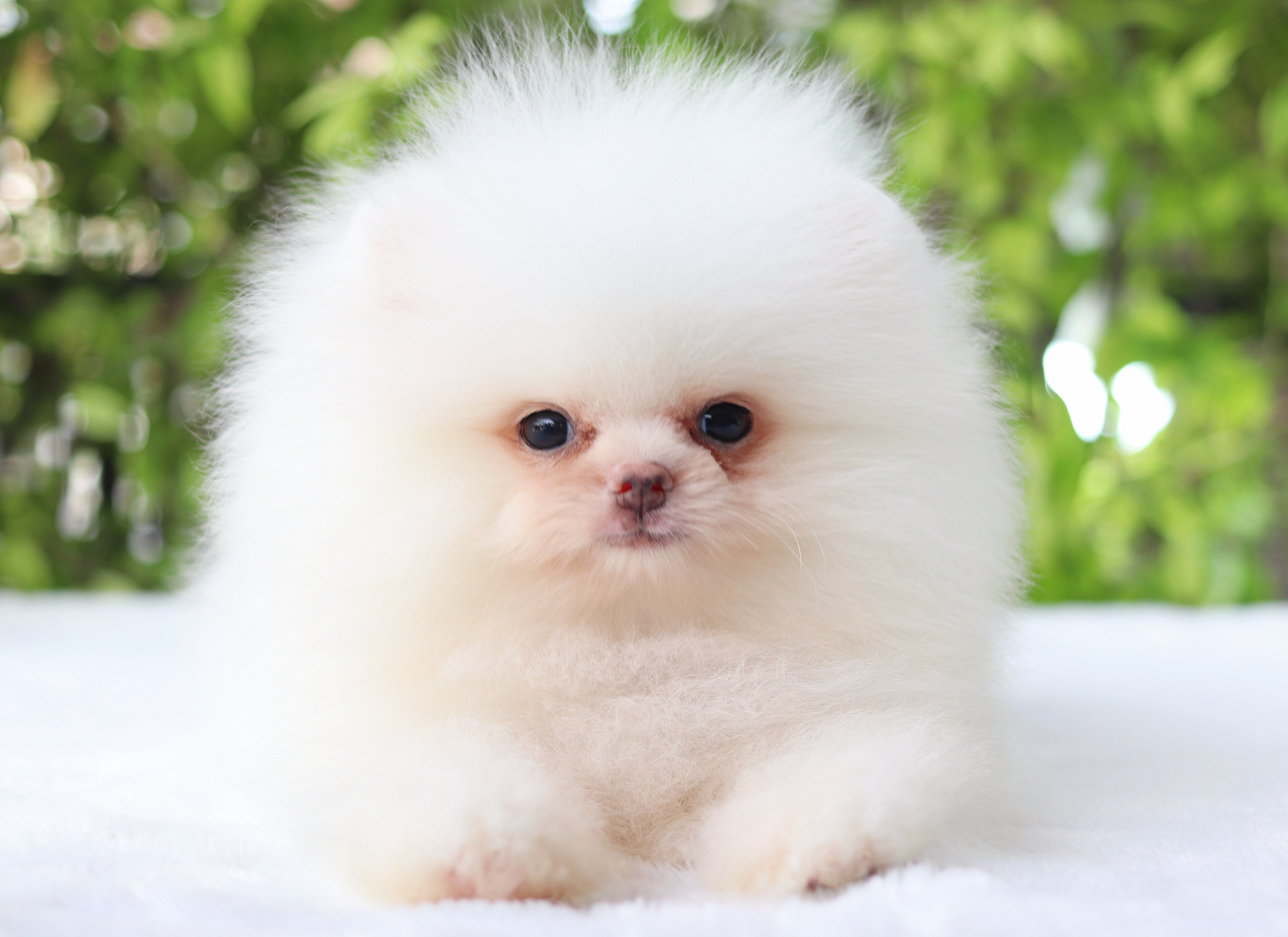 ปอมเมอเรเนียน เพศผู้ สีขาวเกรดโชว์