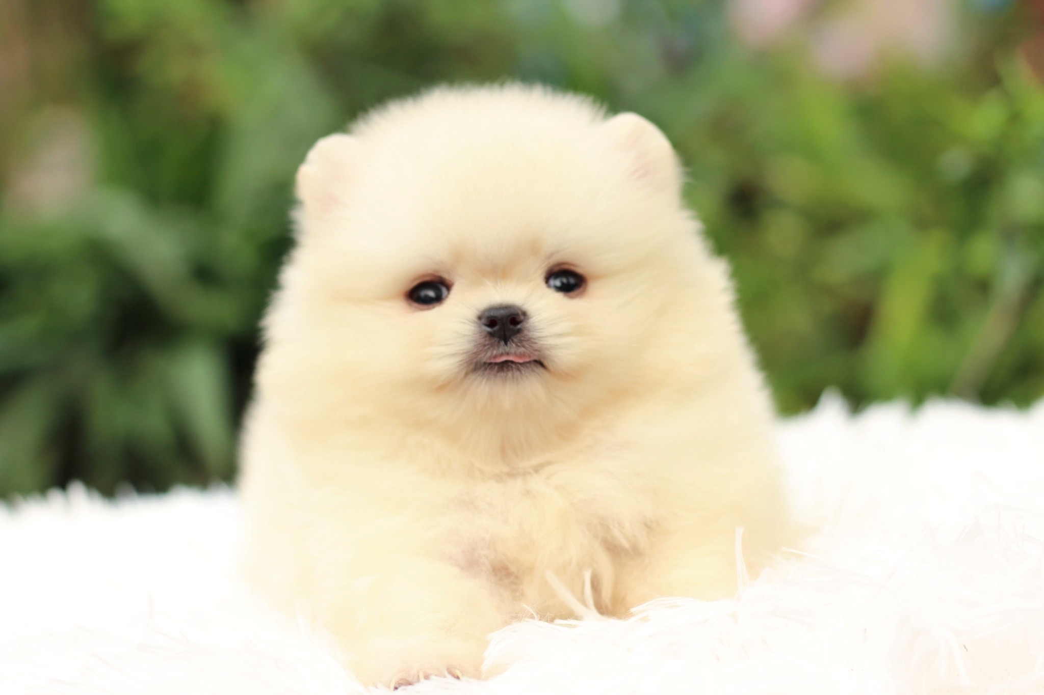 ปอมเมอเรเนียน เพศผู้ สีครีม หน้าตุ๊กตา