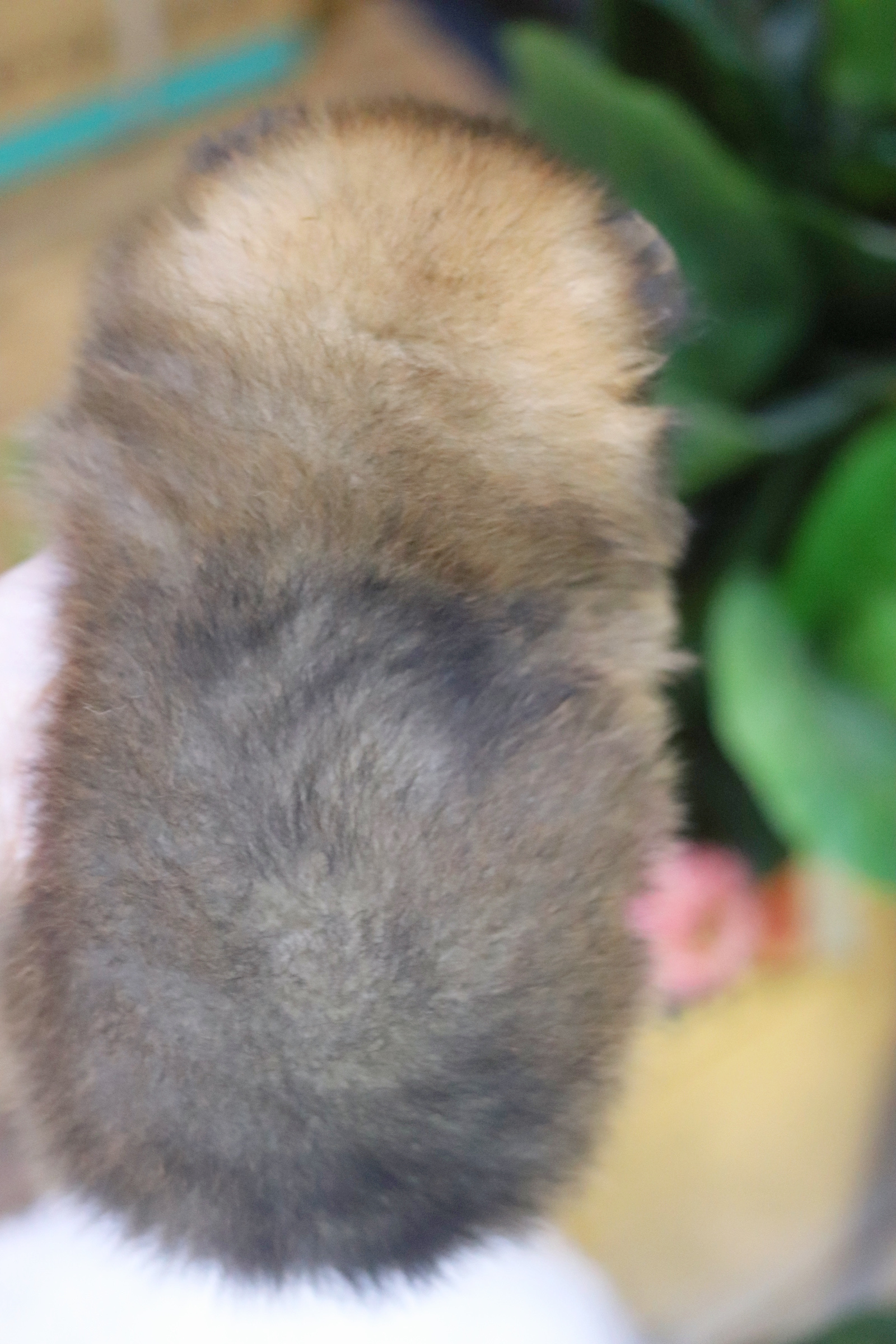 ปอมเมอเรเนียน เพศผู้ สีส้มไซส์เล็ก