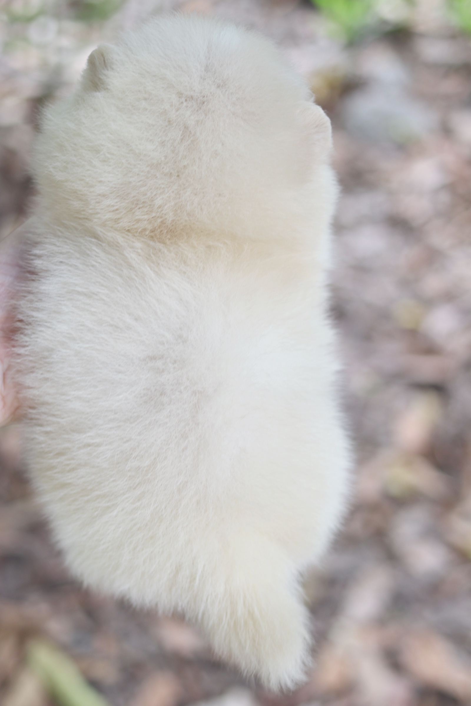 ปอมเมอเรเนียน เพศเมียสีครีม