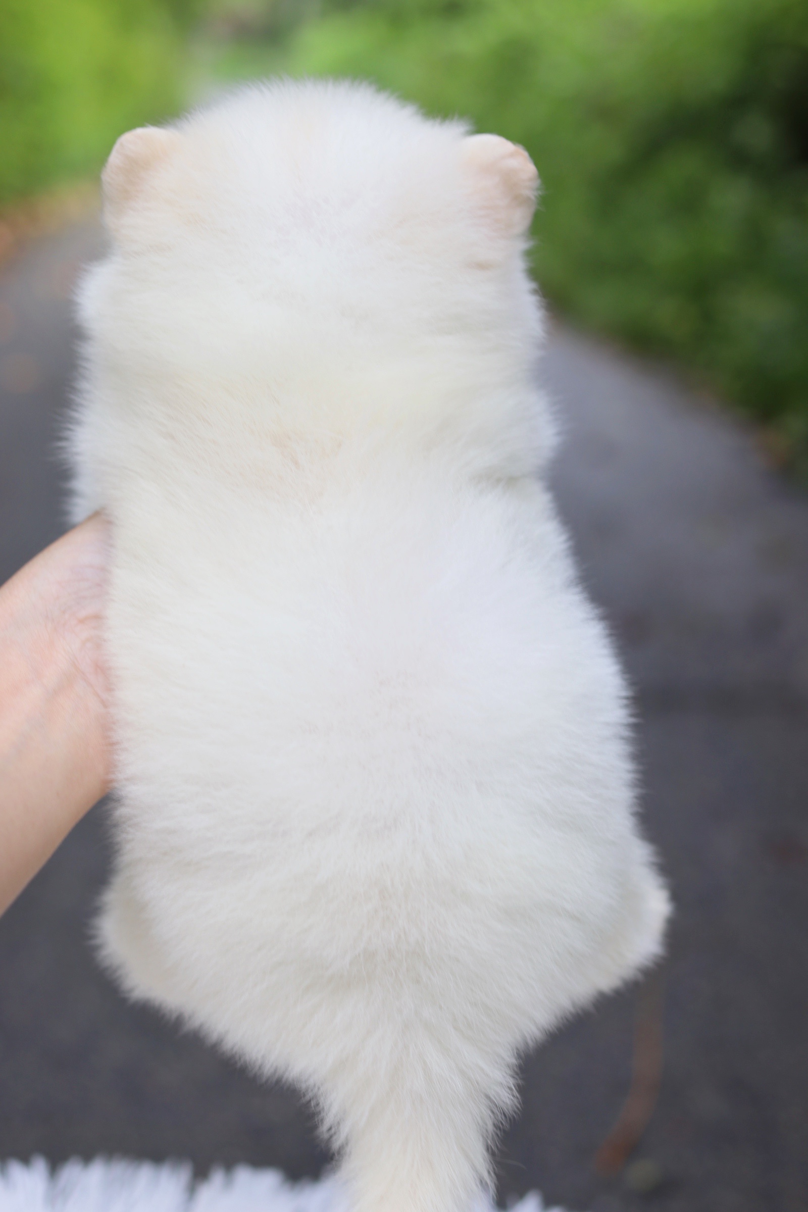 ปอมเมอเรเนียน เพศผู้ สีขาวครีมไซส์เล็ก