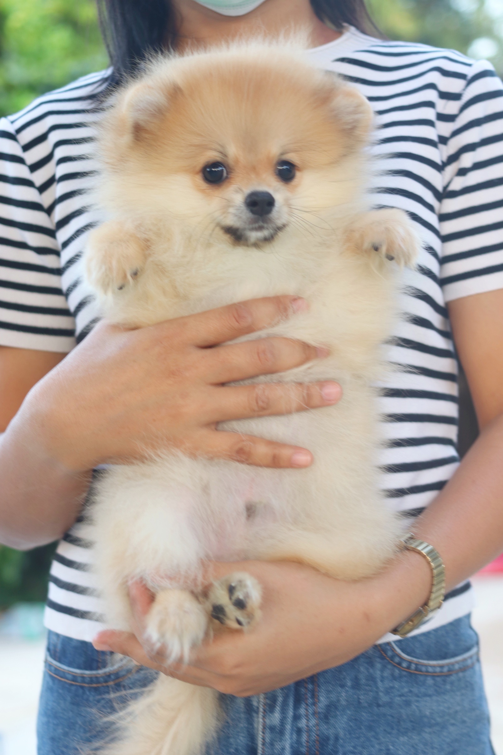 ปอมเมอเรเนียน เพศผู้ สีส้ม