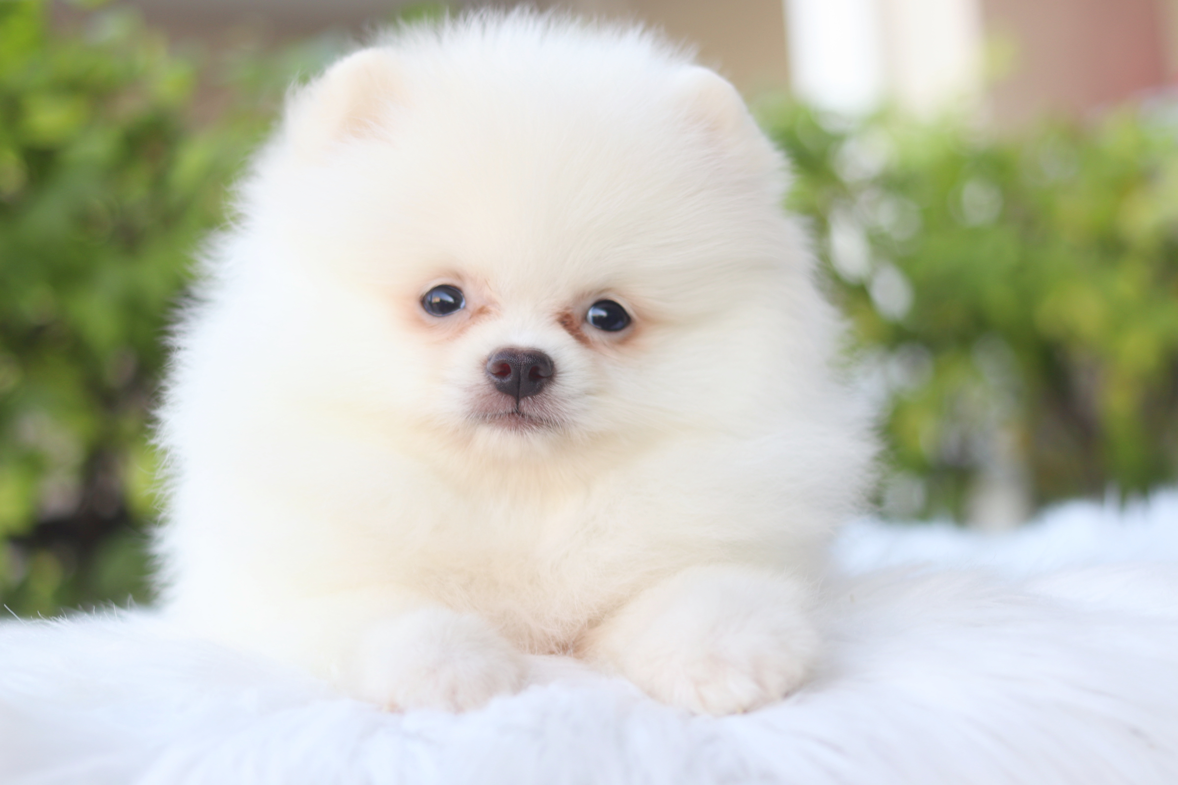 ปอมเมอเรเนียน เพศเมียสีขาวครีม