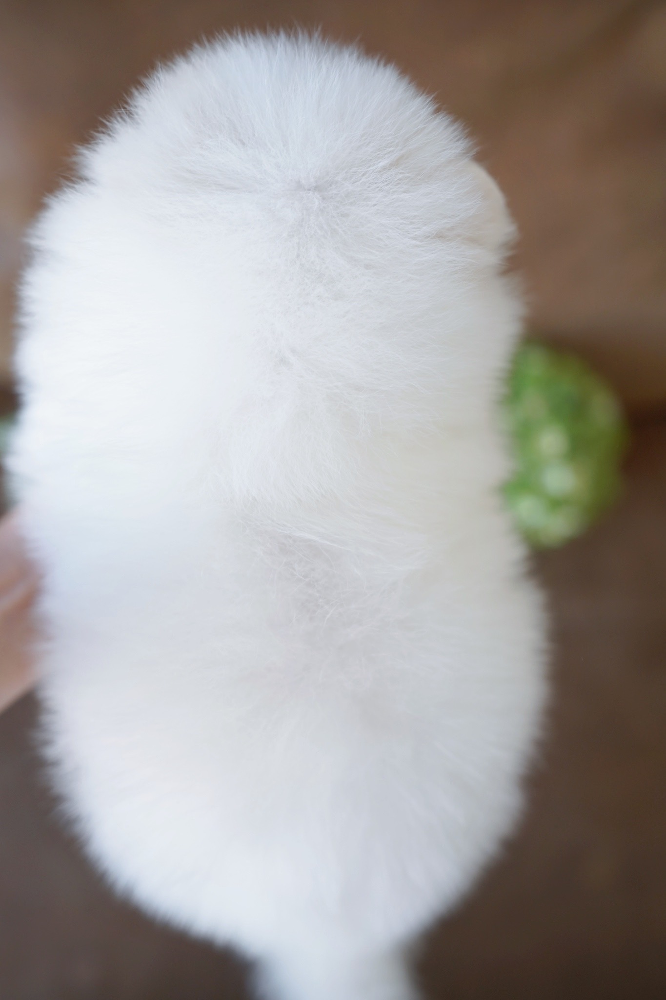 ปอมเมอเรเนียน เพศผู้ ขาว