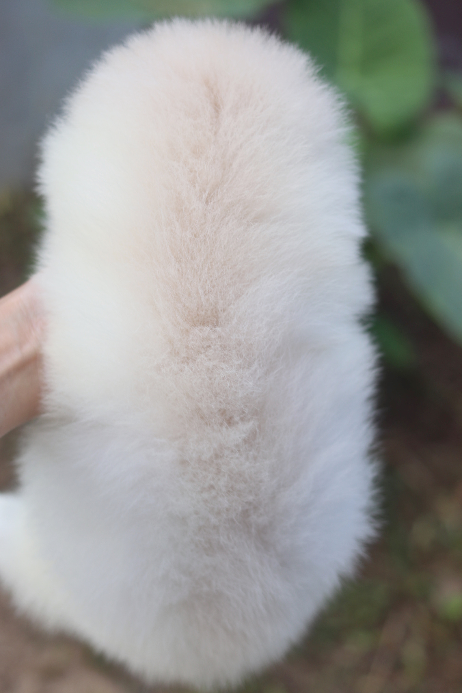 ปอมเมอเรเนียน เพศผู้สีขาวครีมหน้าฟ็อกไซส์ปกติเกรดเลี้ยงเล่น