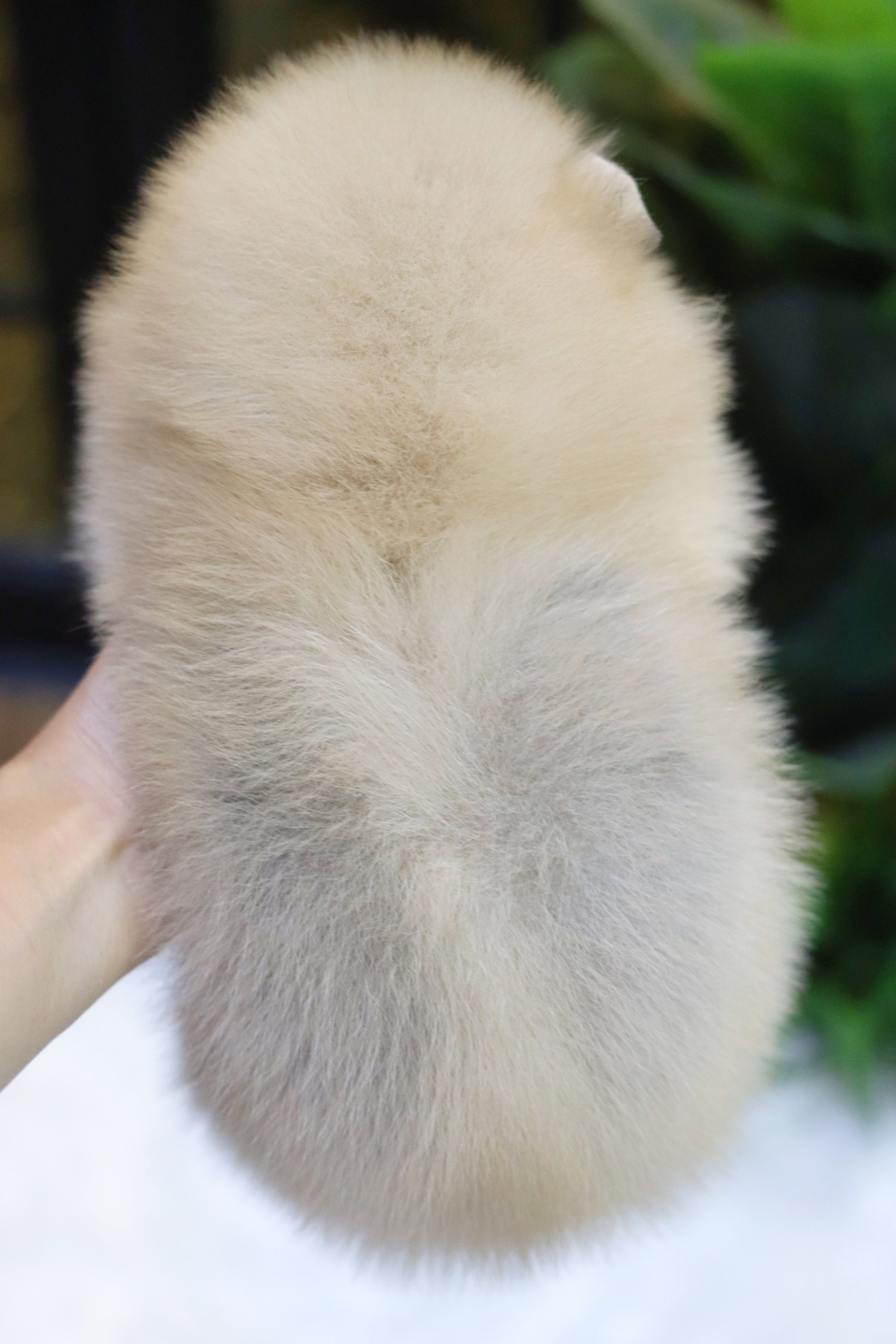 ปอมเมอเรเนียน เพศเมีย สีส้ม