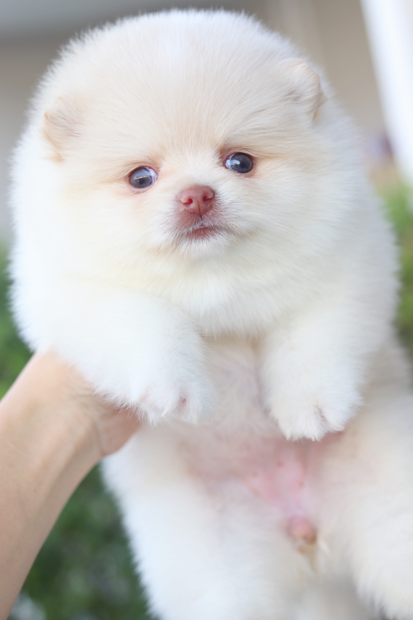 ปอมเมอเรเนียน เพศเมียสีครีม