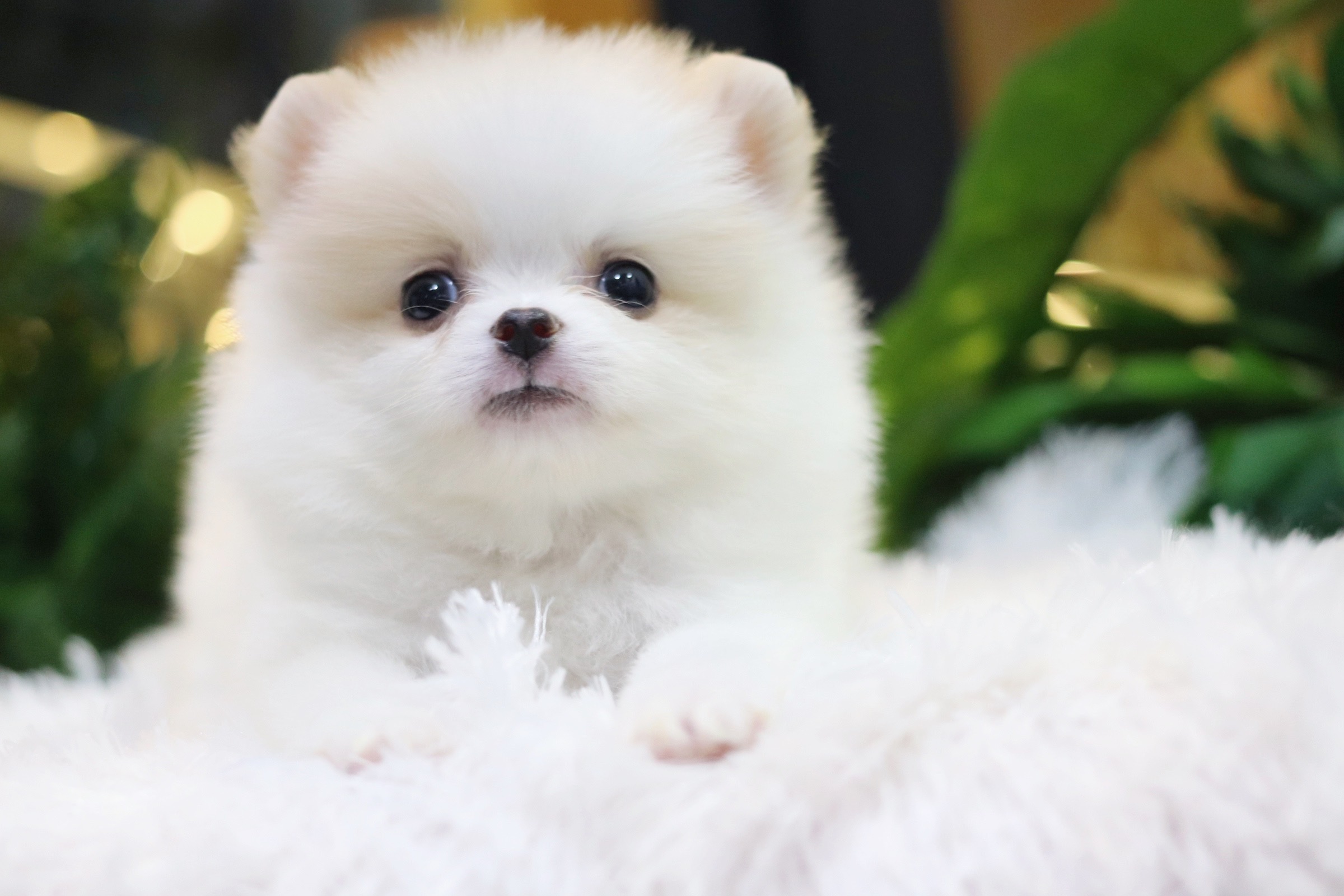 ปอมเมอเรเนียน เพศผู้ ขาวครีม