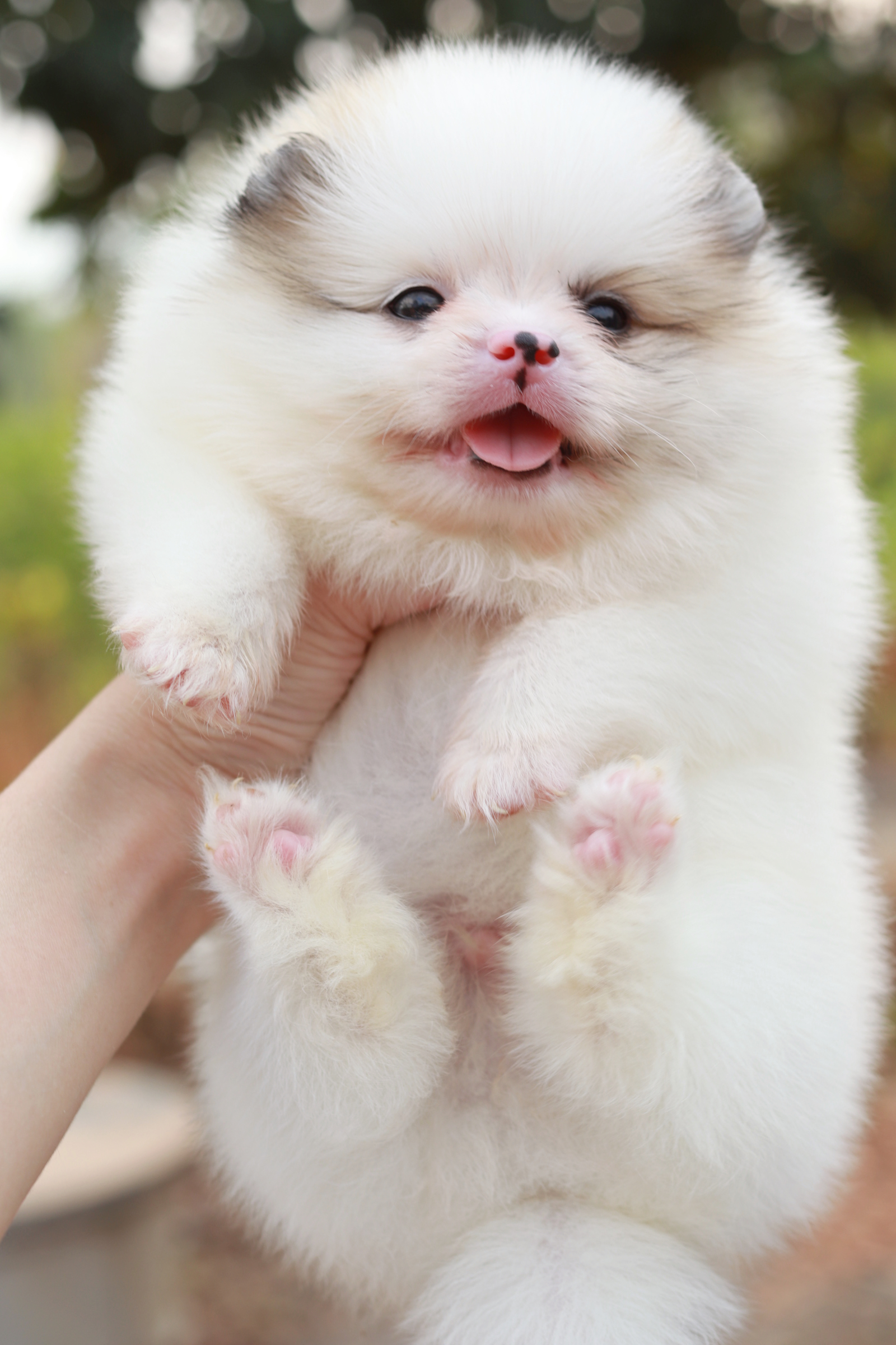 ปอมเมอเรเนียน เพศผู้