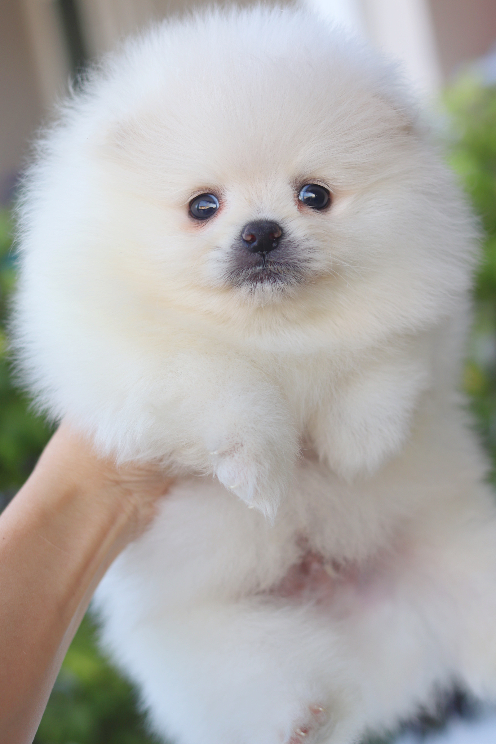 ปอมเมอเรเนียน เพศผู้สีขาวครีม