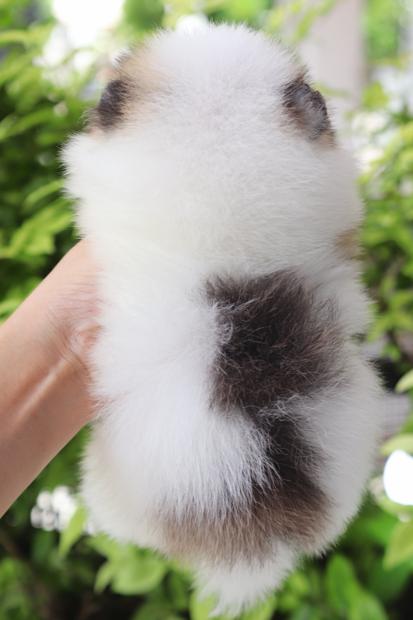 ปอมเมอเรเนียน เพศเมียสีแฟนซี เกรดโชว์