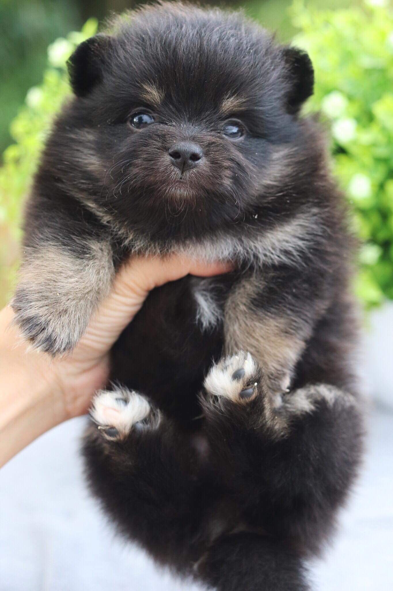 ปอมเมอเรเนียน เพศผู้