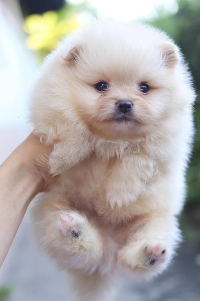 ปอมเมอเรเนียน เพศผู้