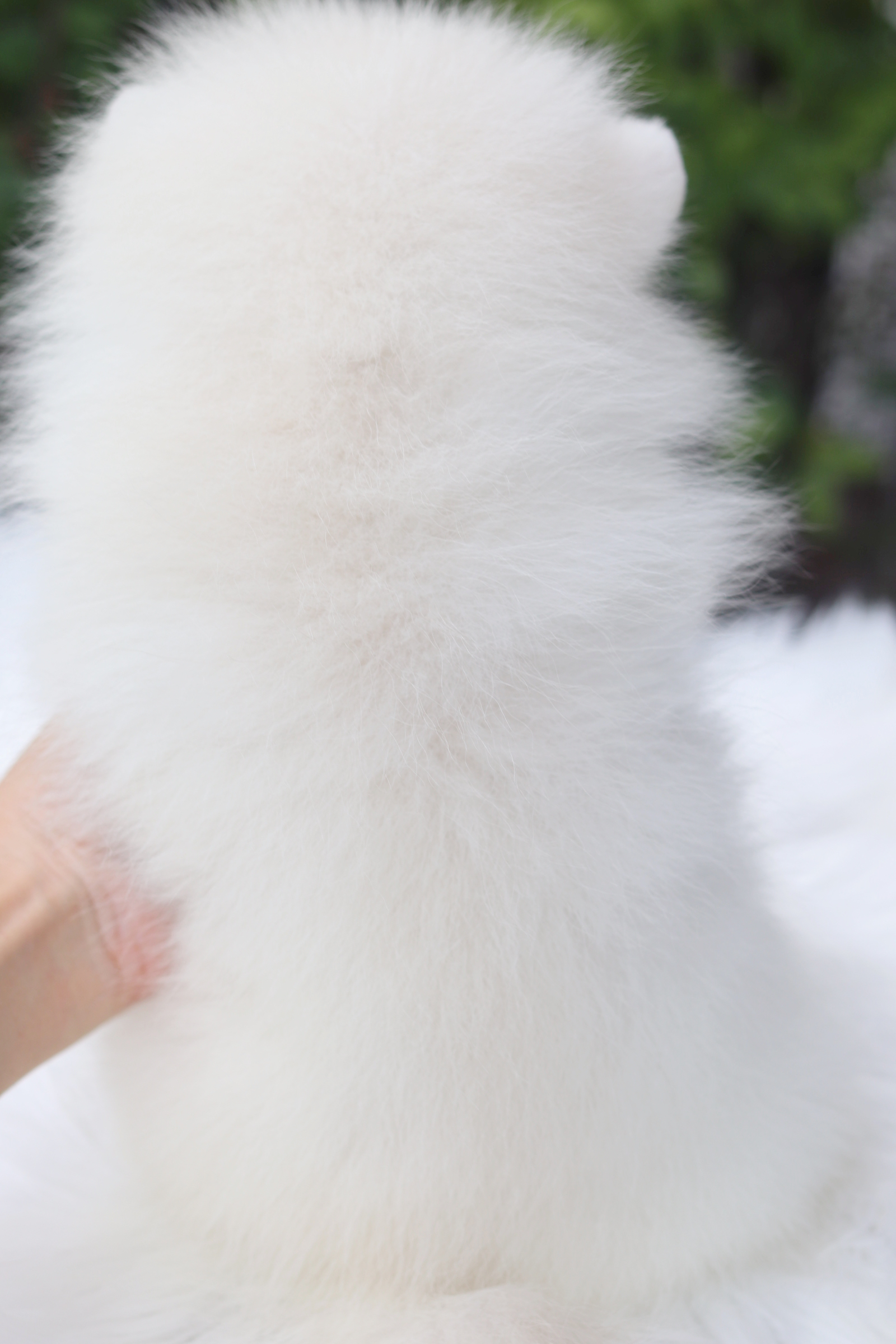 ปอมเมอเรเนียน เพศเมียสีขาวครีม