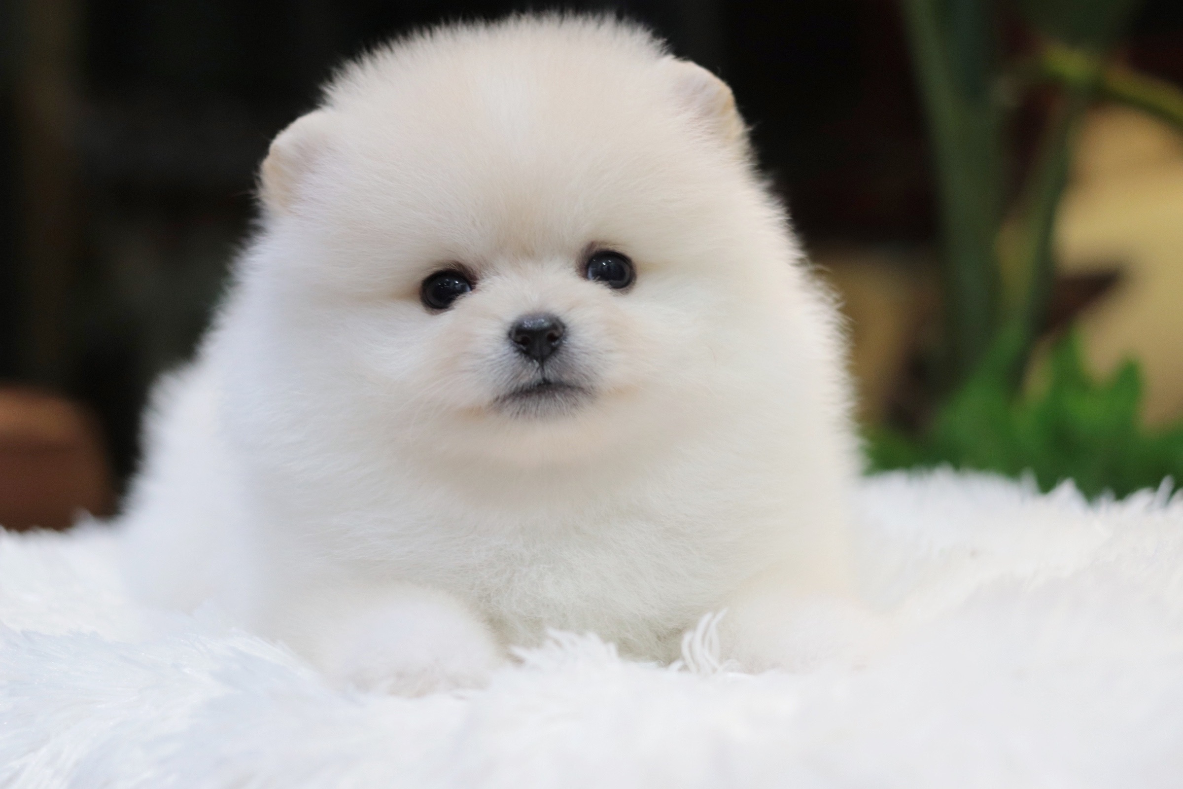 ปอมเมอเรเนียน เพศเมียสีขาว ครีม