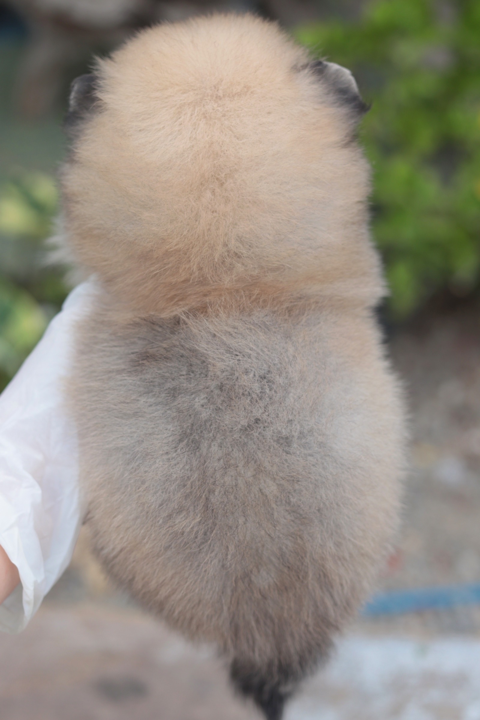 ปอมเมอเรเนียน เพศผู้ สีส้ม