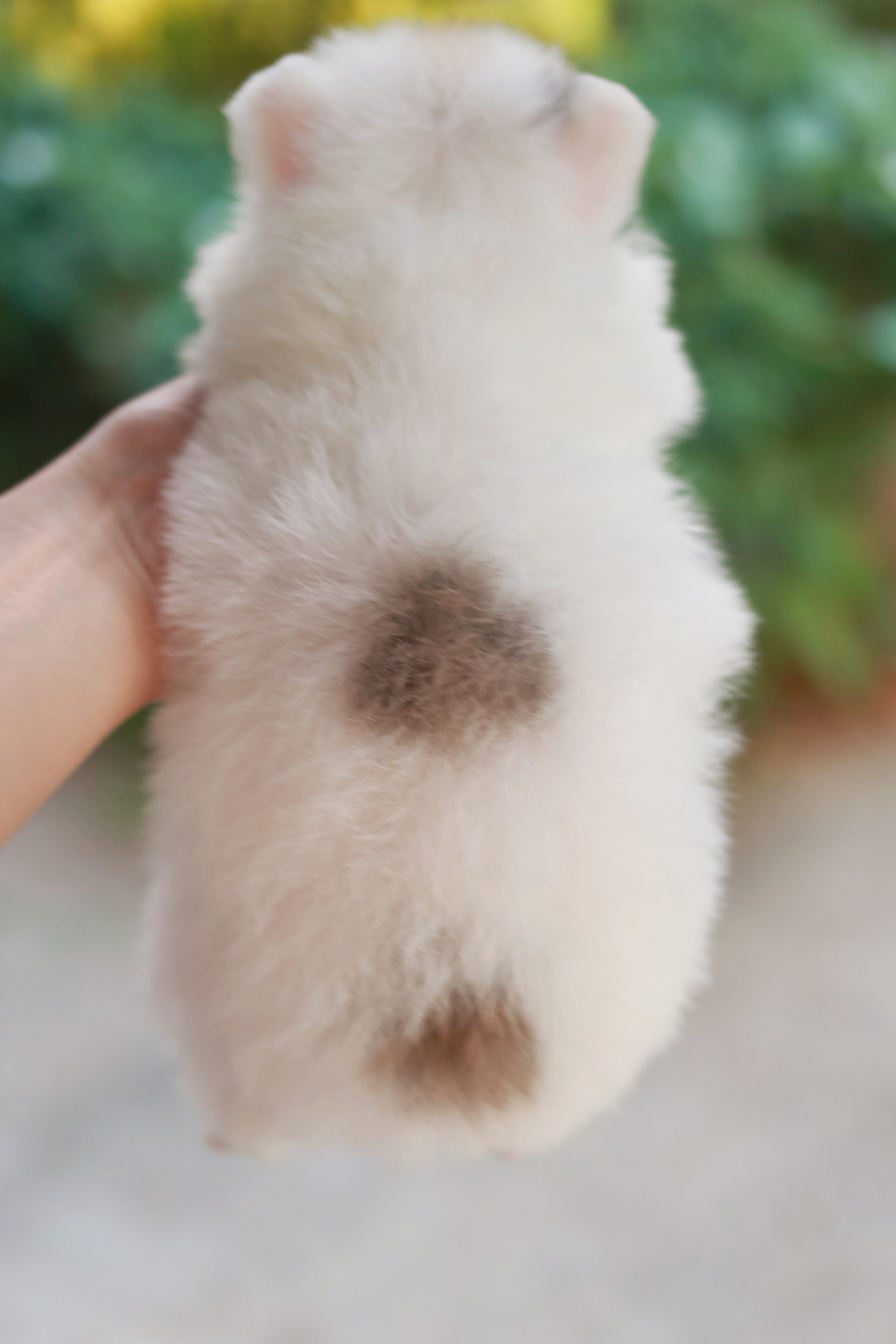 ปอมเมอเรเนียน เพศผู้ แฟนซี หน้าธรรมดา