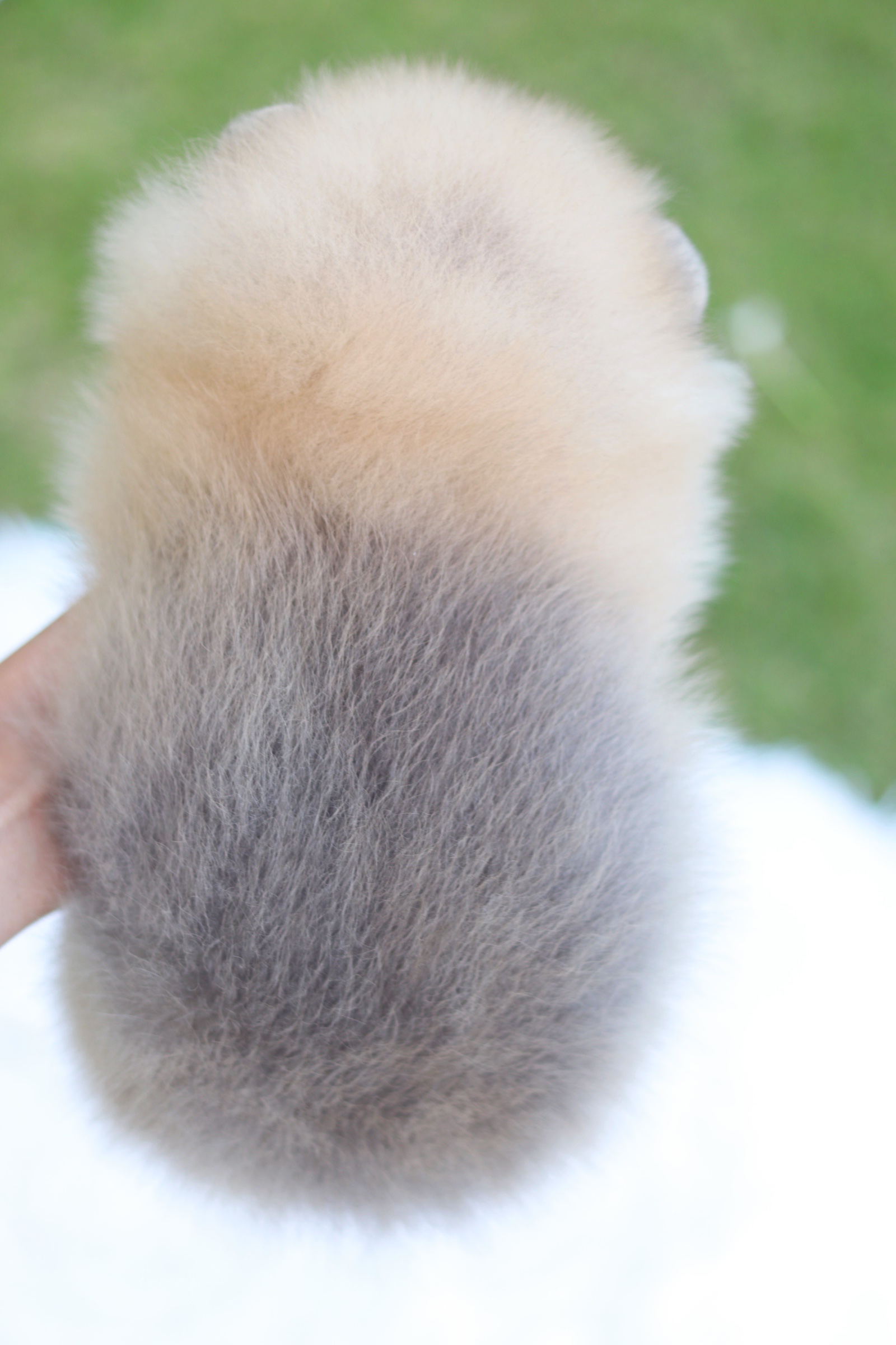 ปอมเมอเรเนียน เพศผู้ สีส้ม