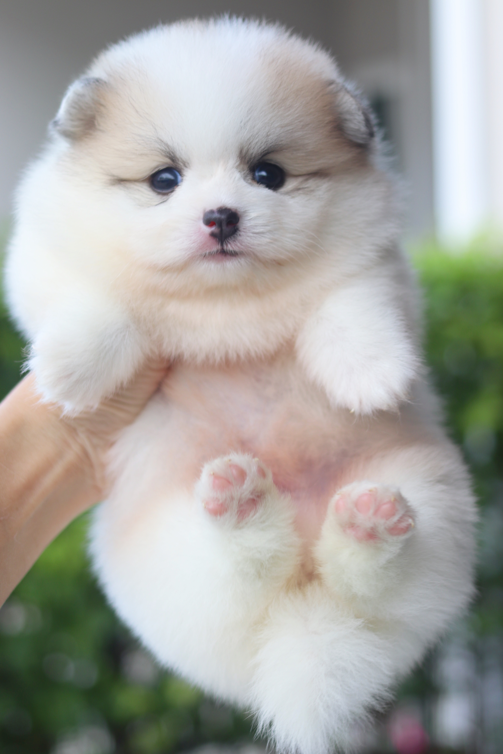 ปอมเมอเรเนียน เพศผู้สีแฟนซี