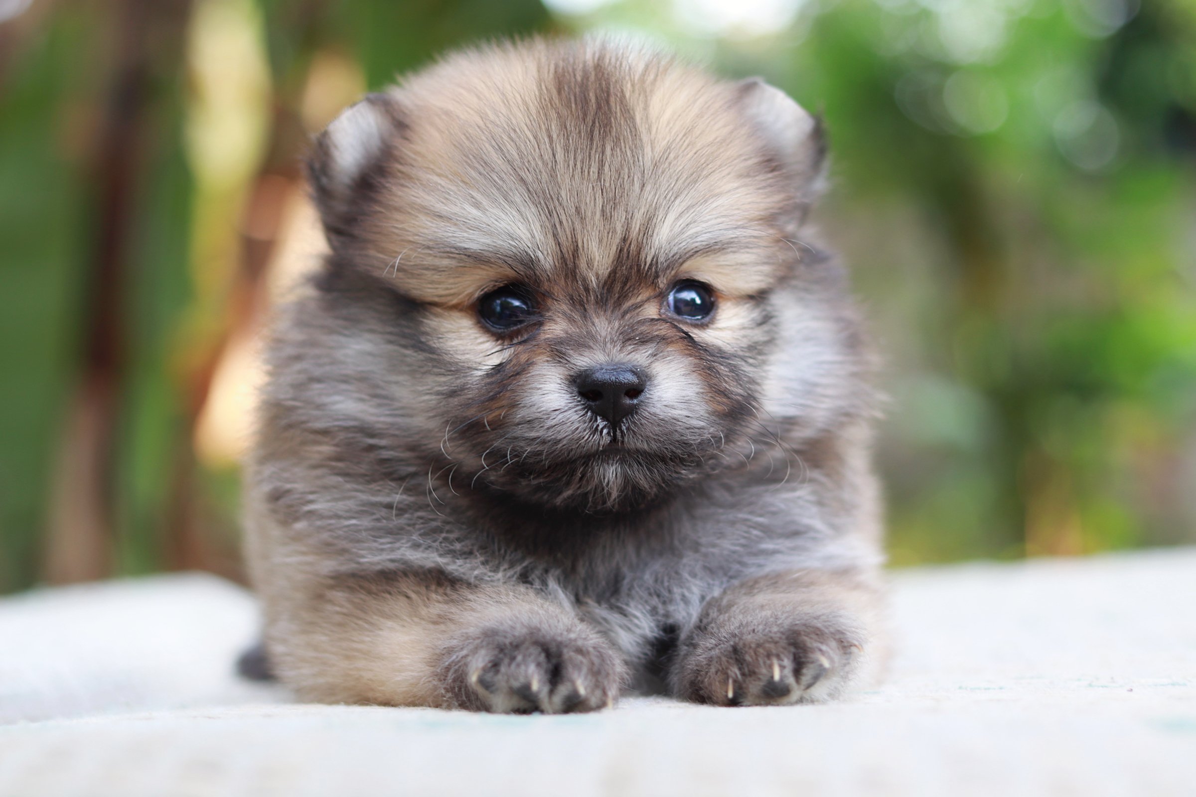 ปอมเมอเรเนียน เพศผู้