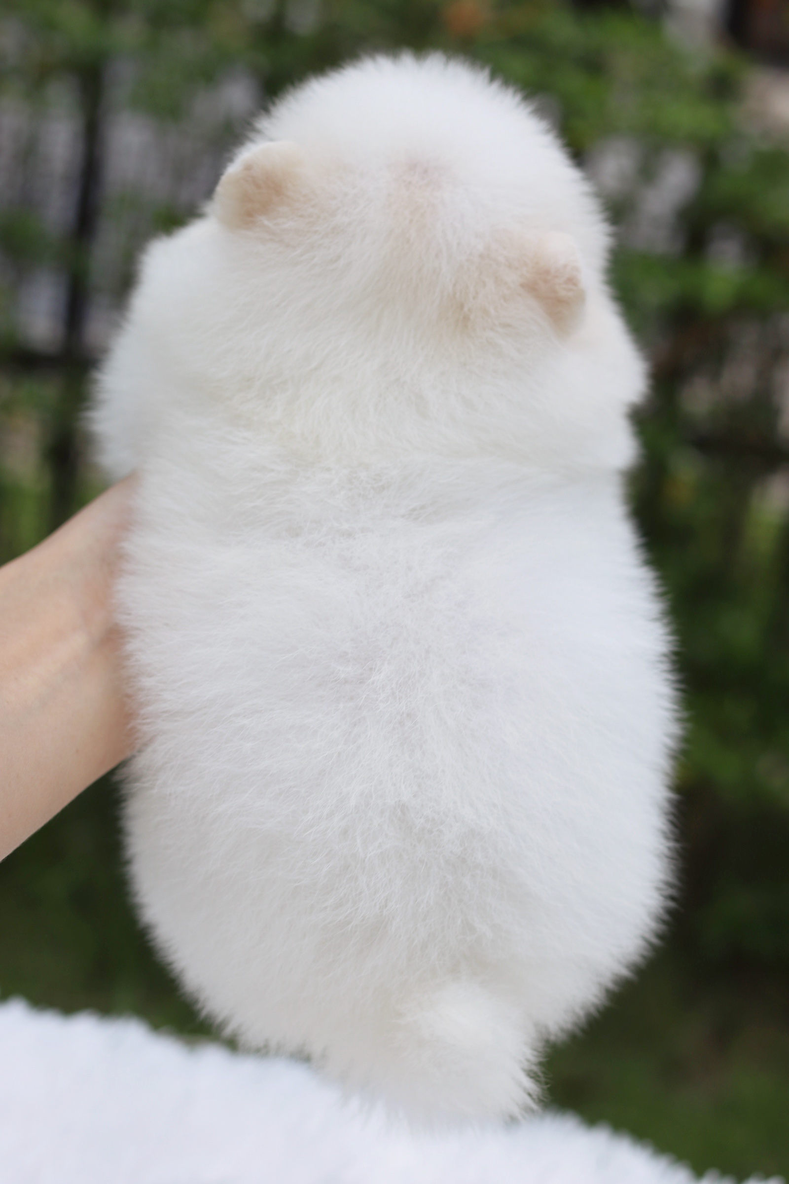 ปอมเมอเรเนียน เพศผู้ ขาวครีม ไซส์เล็ก เตี้ยสั้น