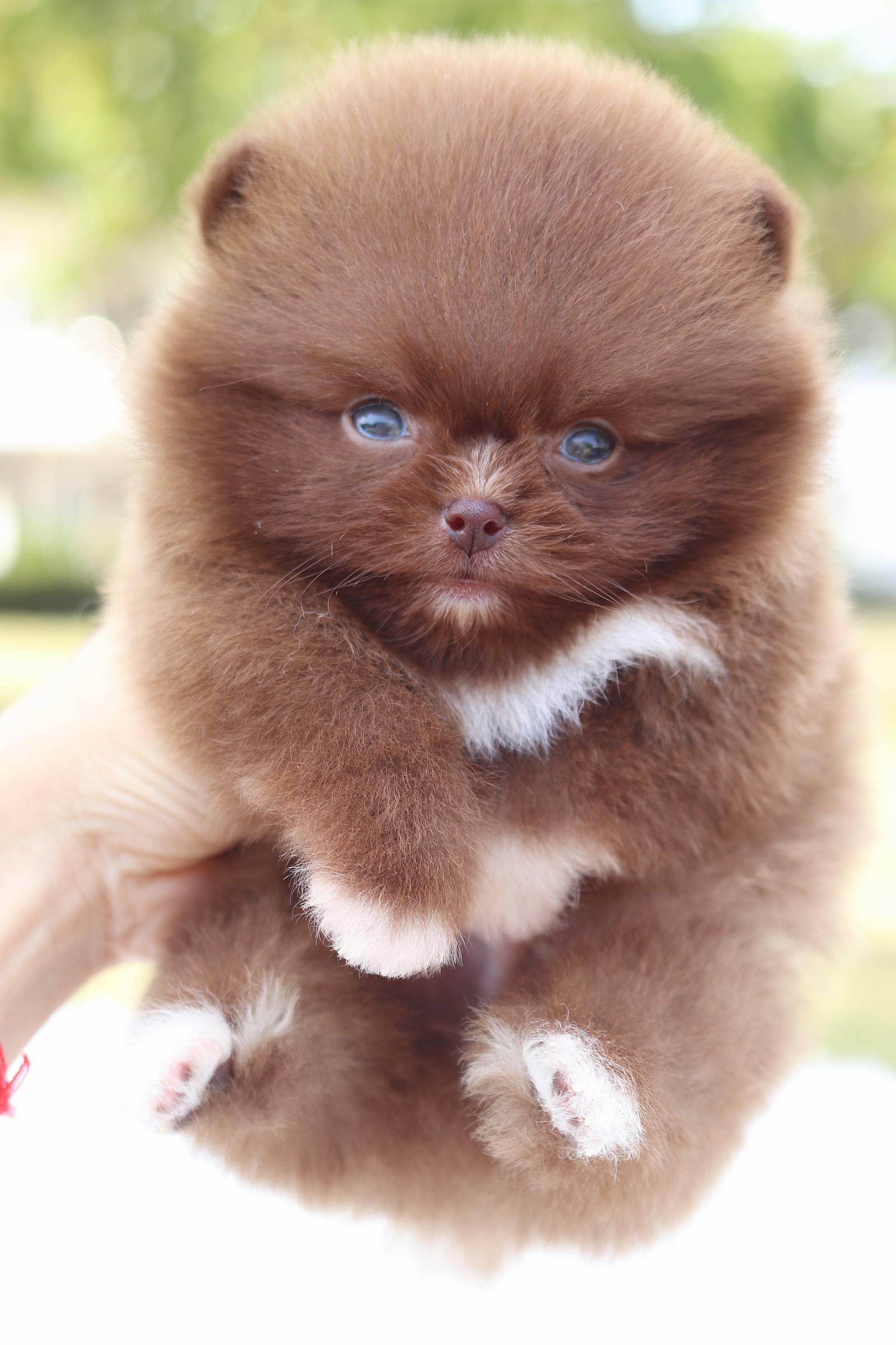 ปอมเมอเรเนียน เพศผู้ สีช็อค เกรดโชว์