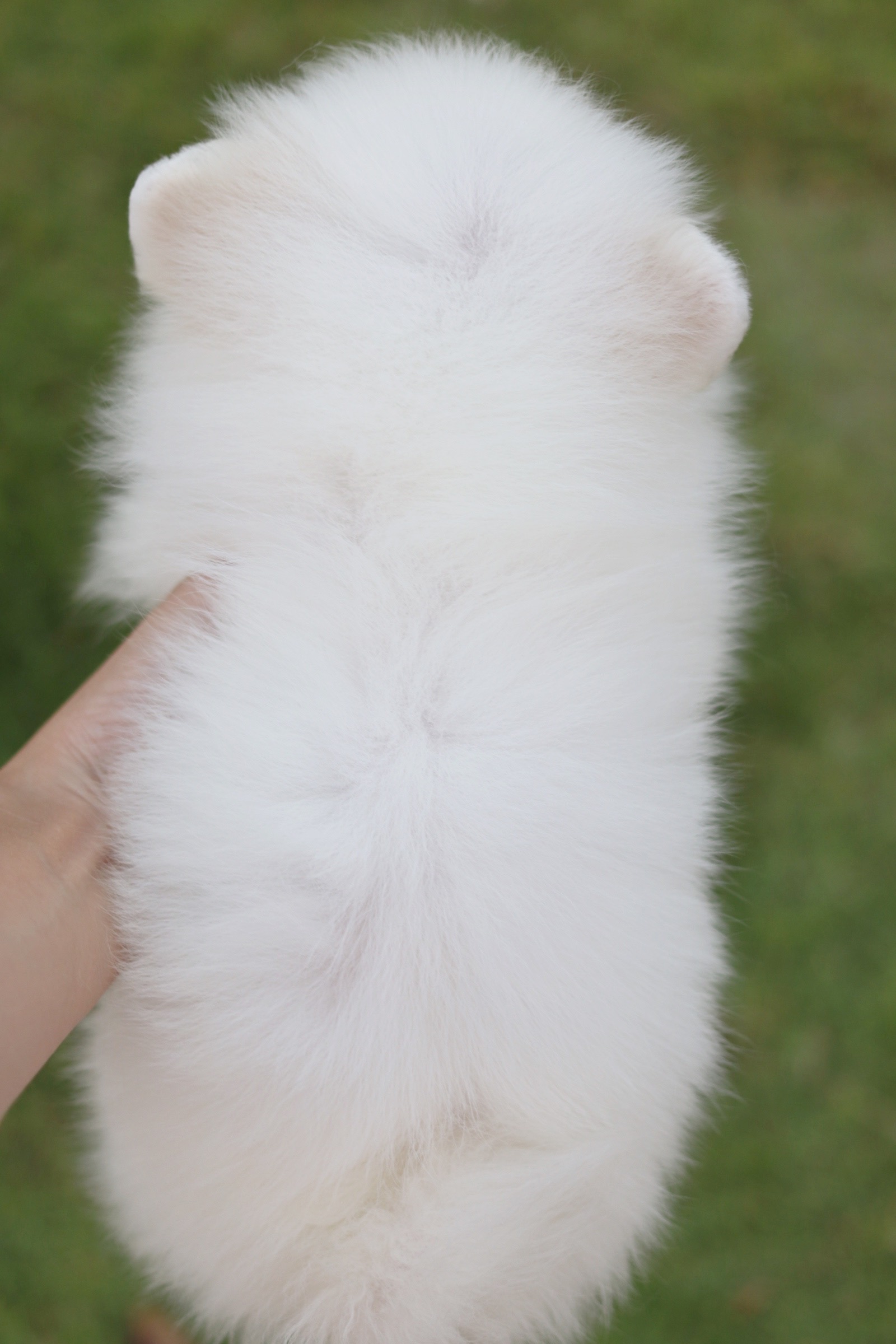 ปอมเมอเรเนียน เพศผู้ ขาวครีม