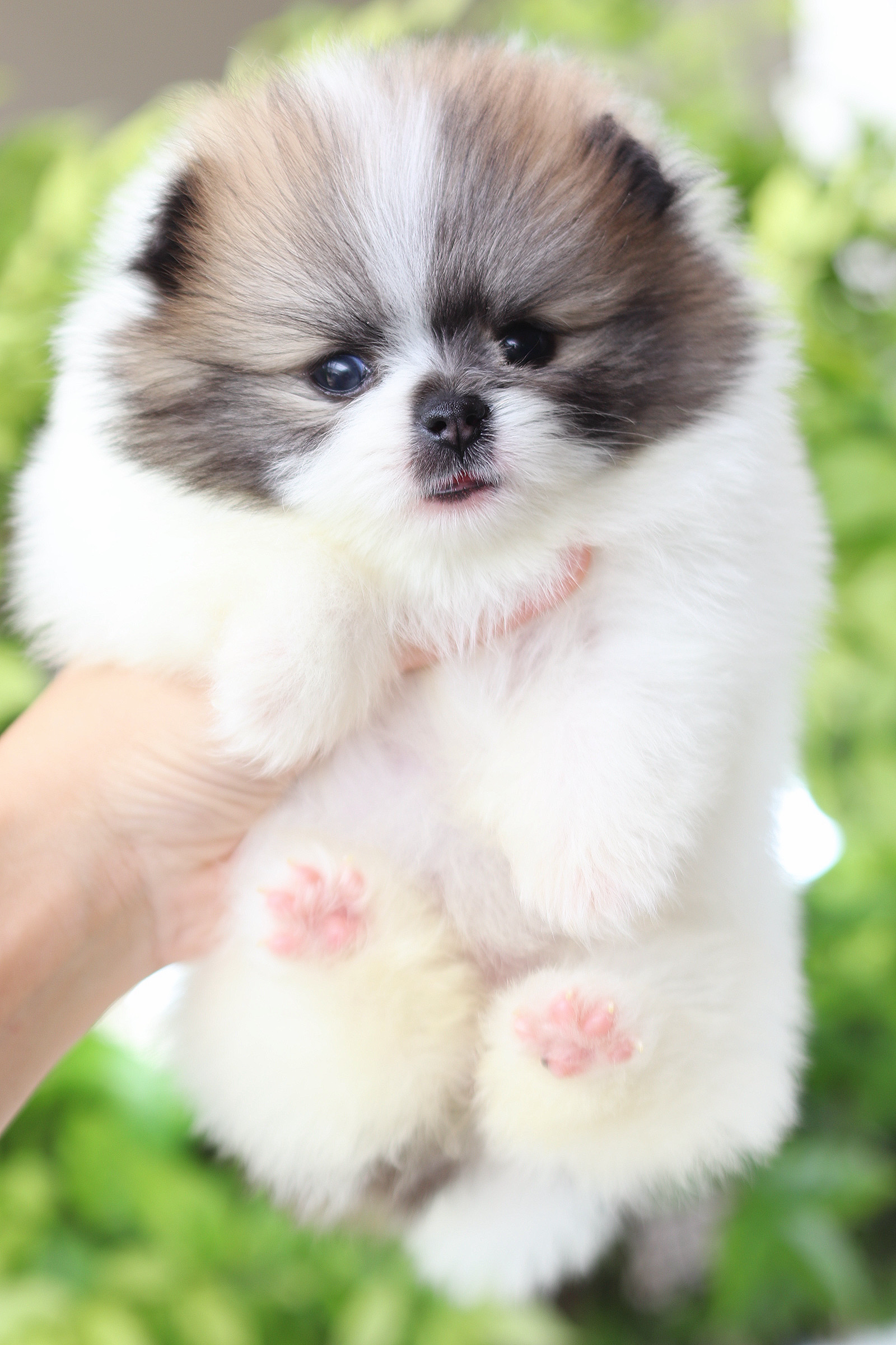 ปอมเมอเรเนียน เพศเมียสีแฟนซี เกรดโชว์