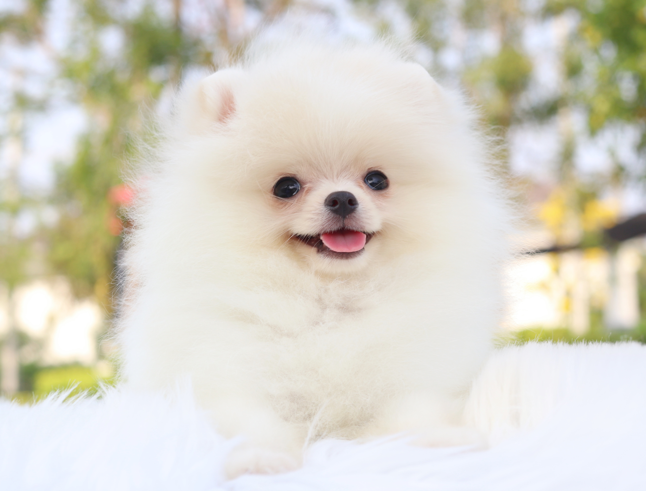 ปอมเมอเรเนียน เพศผู้สีขาวครีม