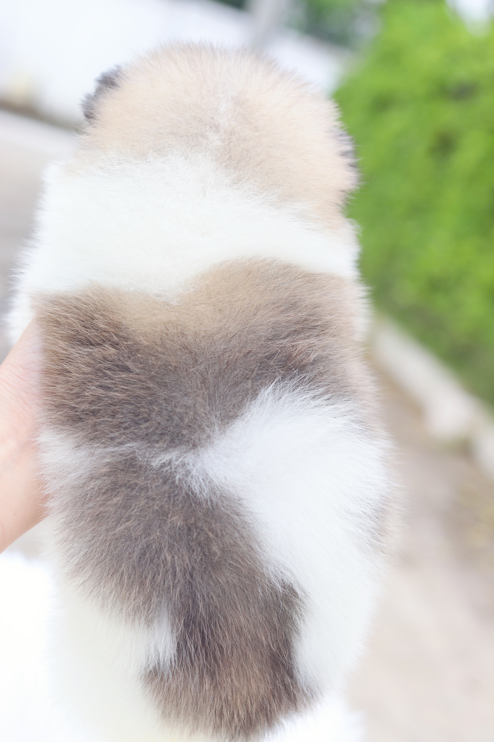 ปอมเมอเรเนียน เพศผู้สีแฟนซี