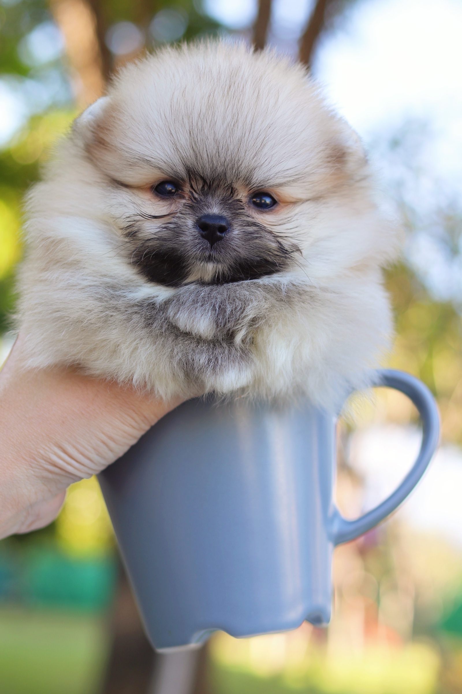 ปอมเมอเรเนียน เพศเมีย สีส้ม ไซส์เล็ก