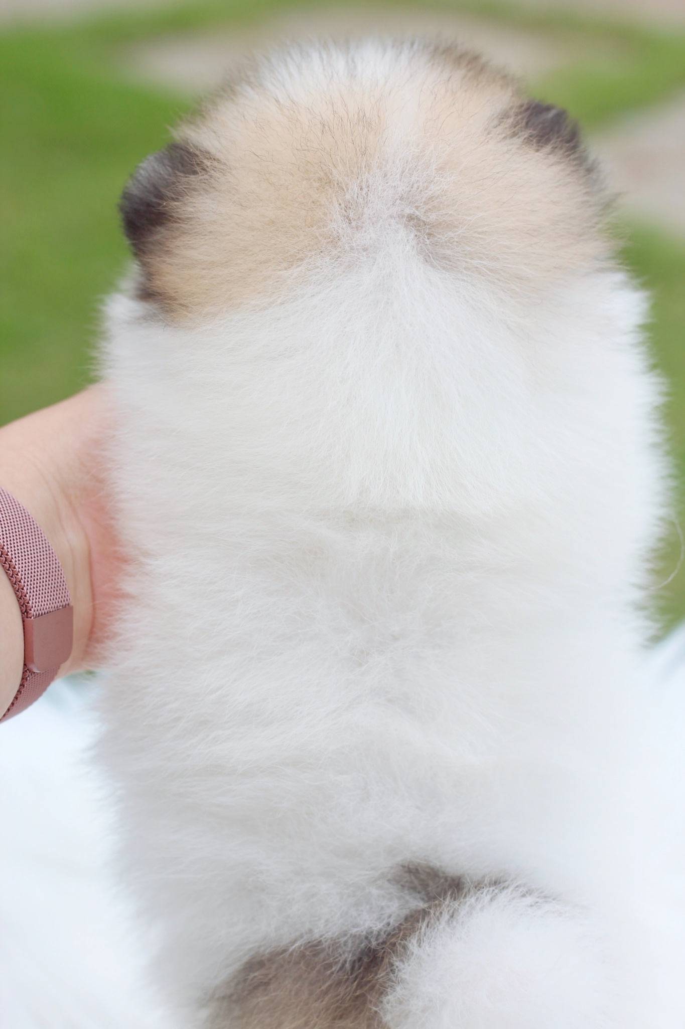 ปอมเมอเรเนียน เพศผู้สีแฟนซีเกรดโชว์