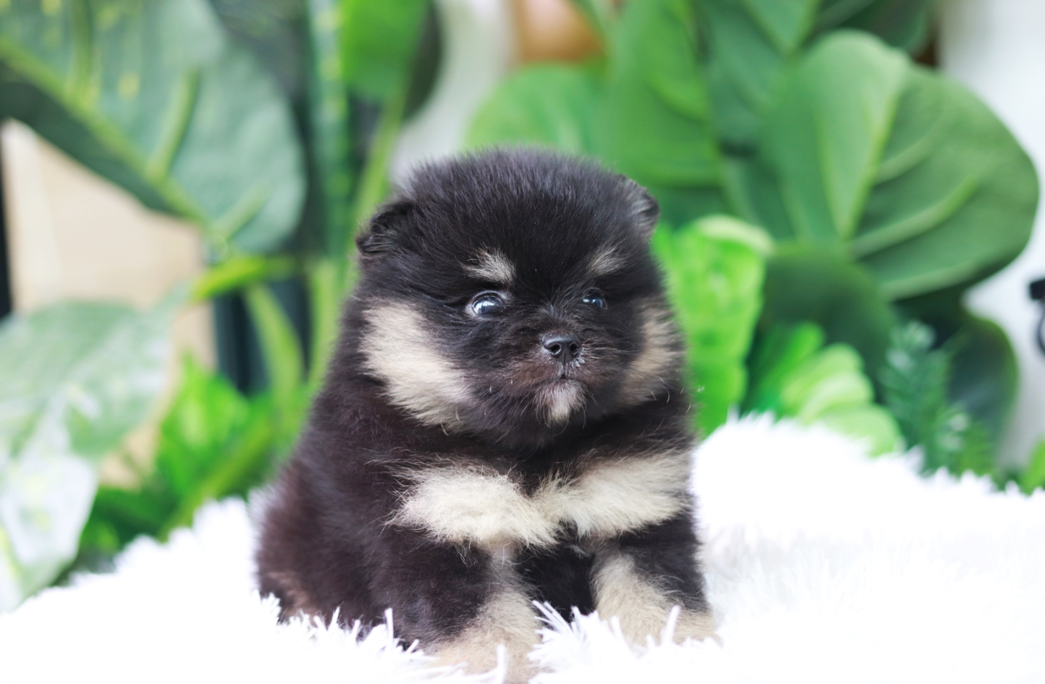 ปอมเมอเรเนียน เพศผู้ แบล็คแทน