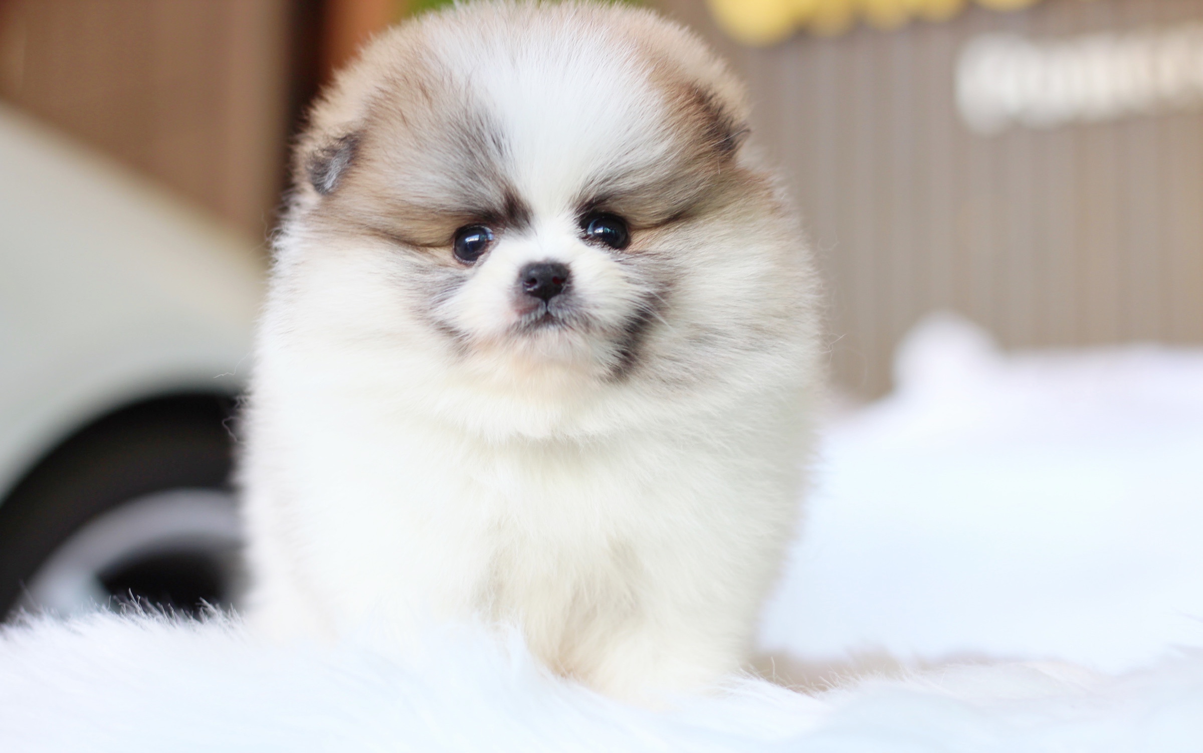 ปอมเมอเรเนียน เพศผู้ สีแฟนซีเกรดโชว์