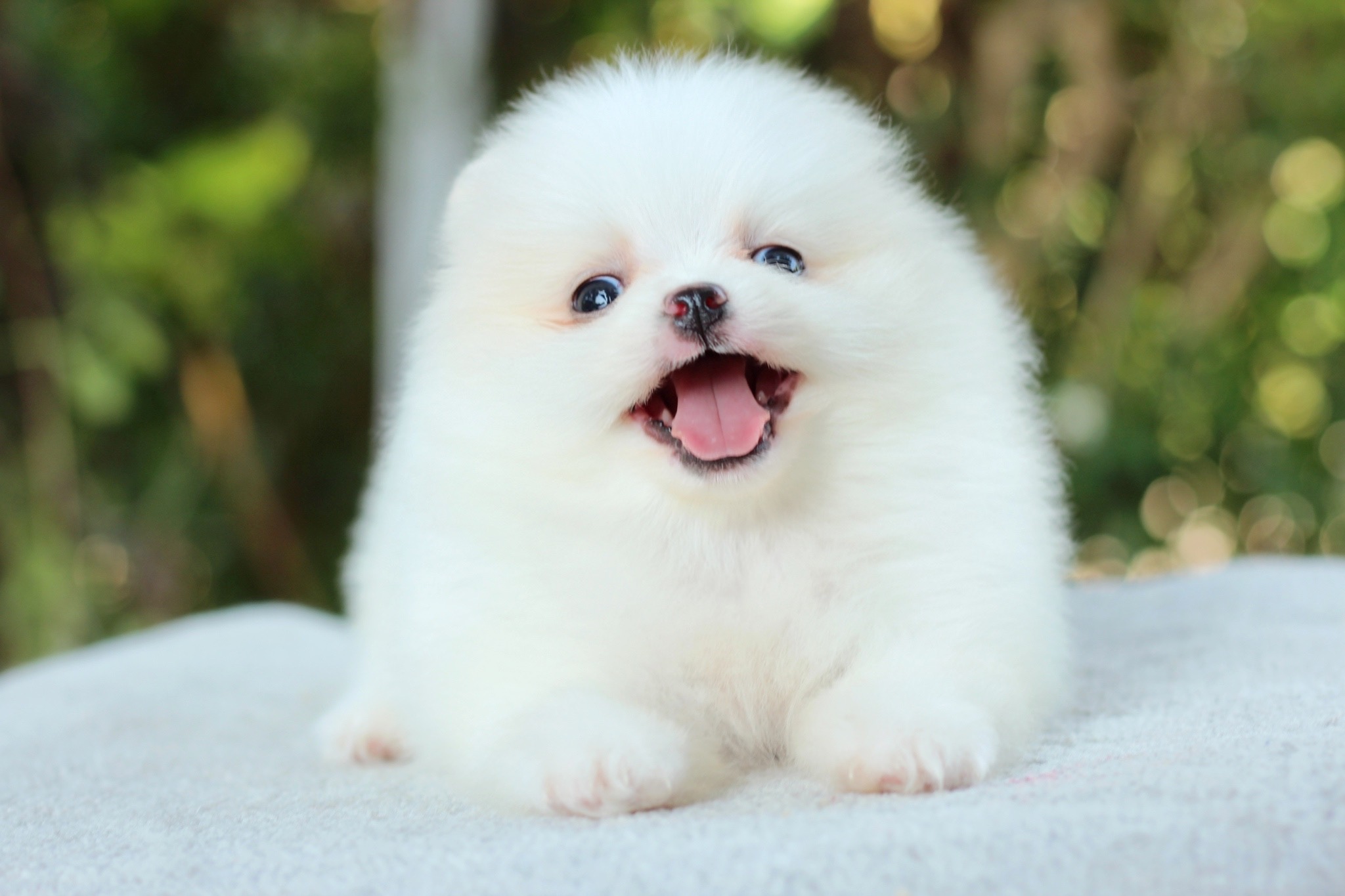 ปอมเมอเรเนียน เพศเมียสีขาวครีม หน้าต๊กตา