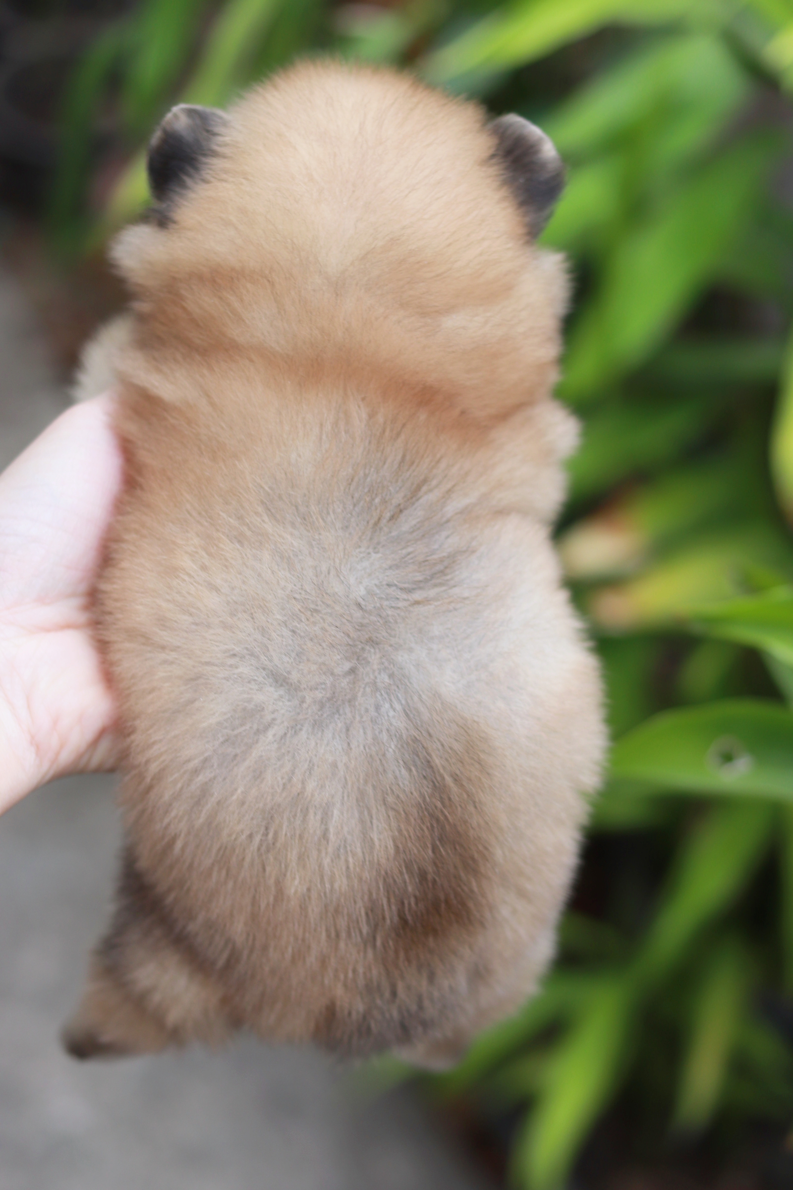 ปอมเมอเรเนียน เพศเมีย