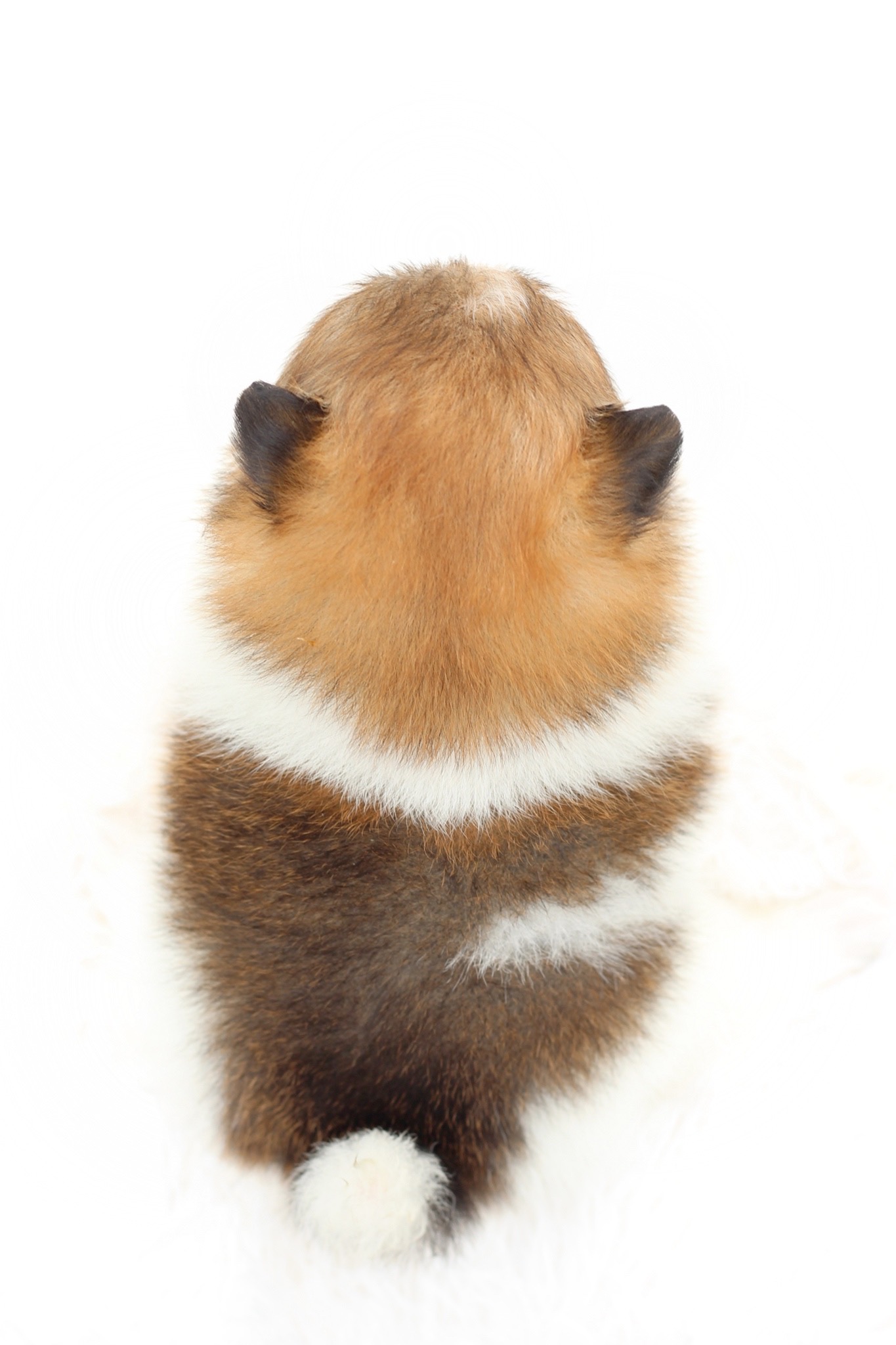 ปอมเมอเรเนียน เพศเมียสีแฟนซี