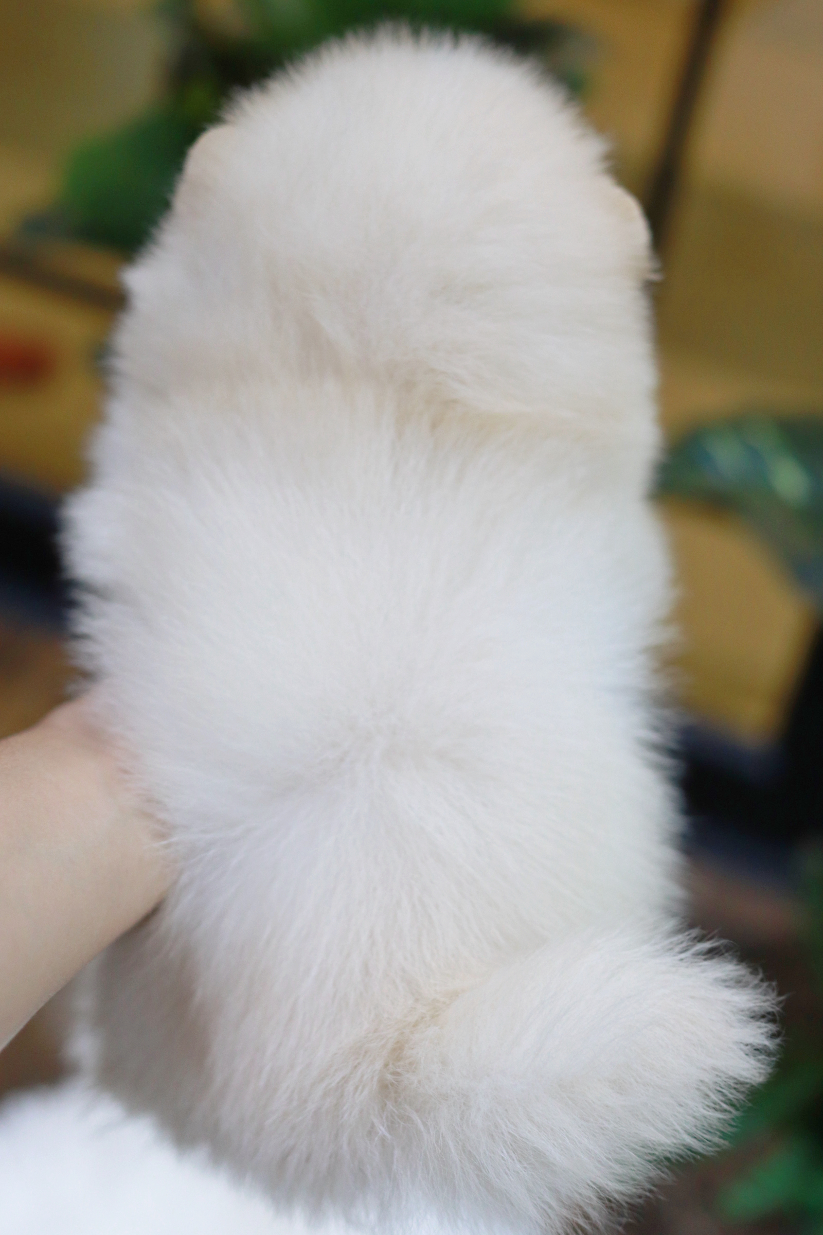 ปอมเมอเรเนียน เพศผู้ ขาวครีม หน้าฟ็อก