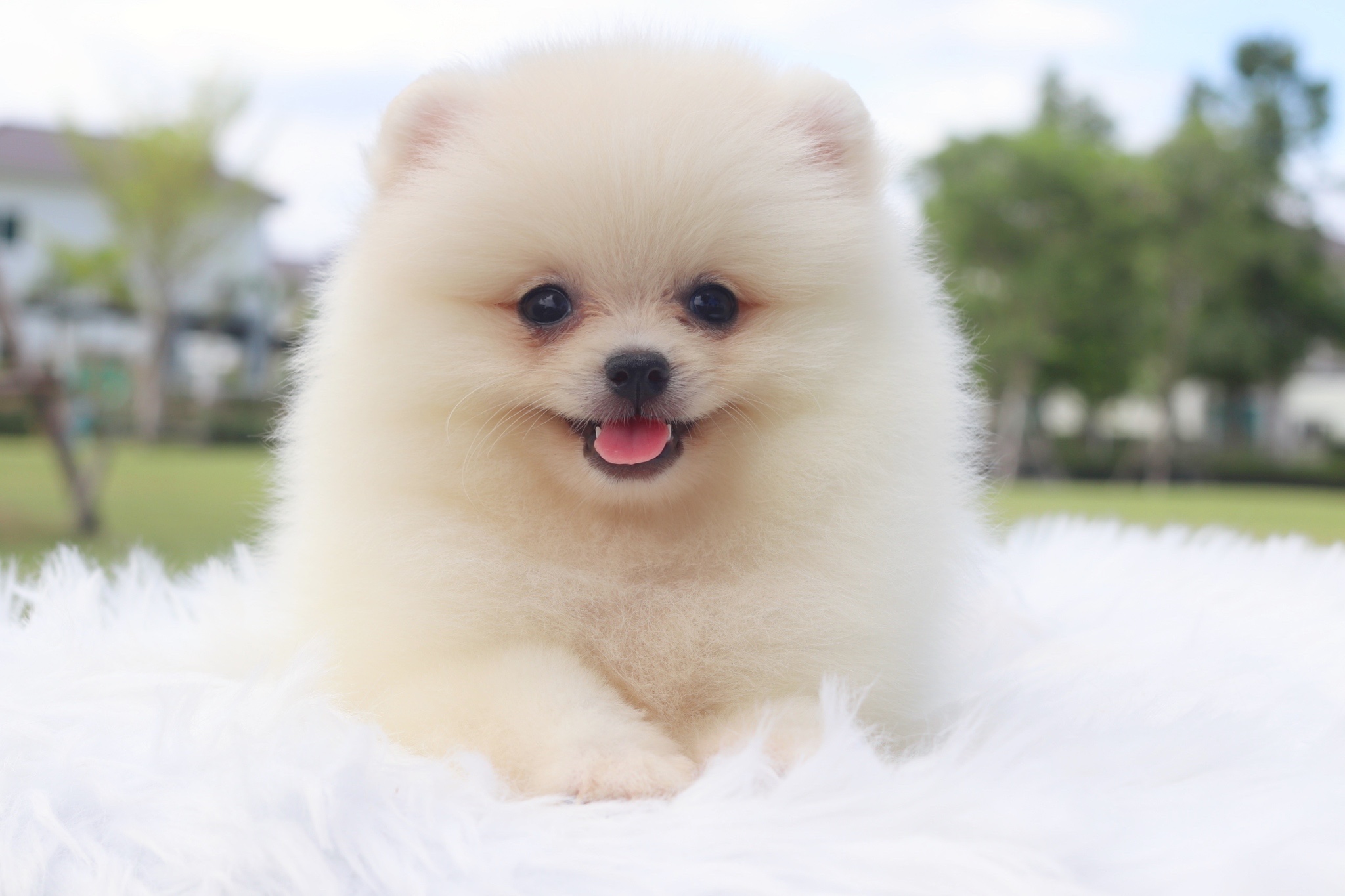 ปอมเมอเรเนียน เพศเมียสีขาวครีม