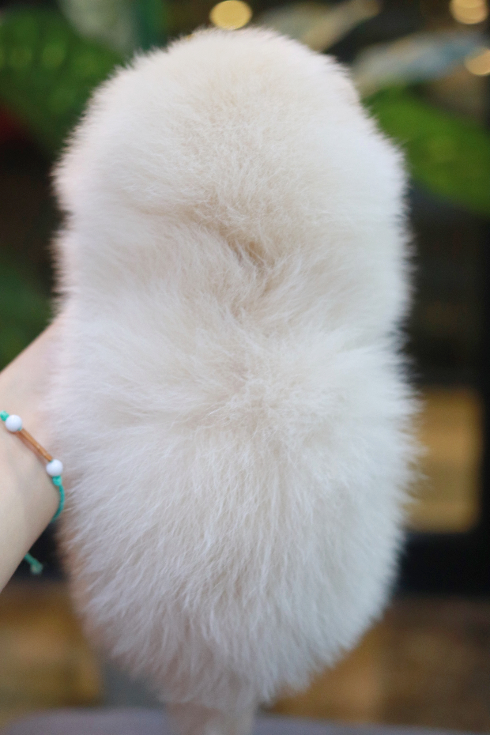 ปอมเมอเรเนียน เพศผู้ หน้าฟ็อก