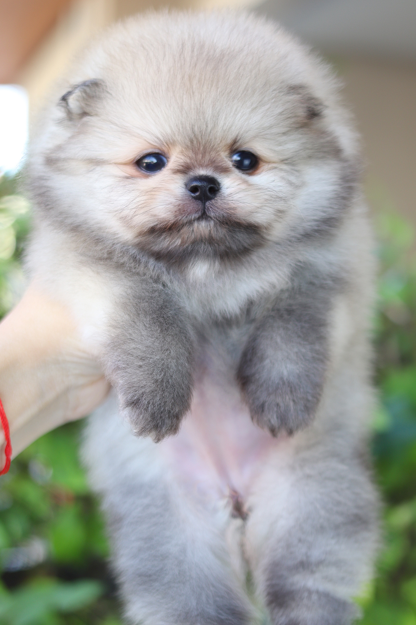 ปอมเมอเรเนียน เพศเมียสีส้ม เกรดโชว์