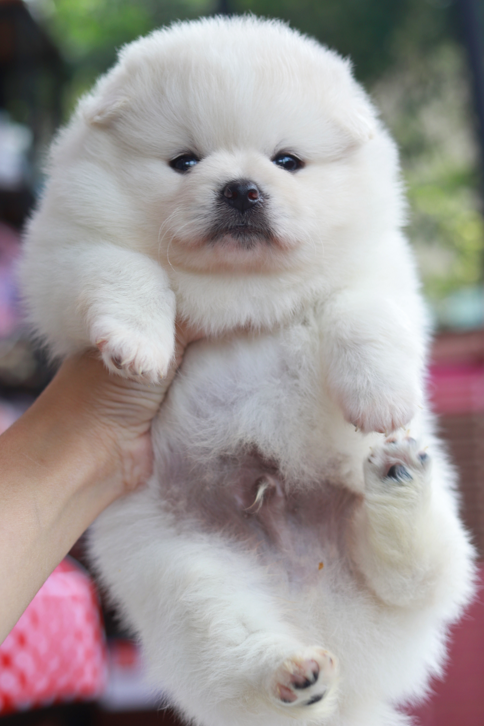 ปอมเมอเรเนียน เพศขาวครีม หน้าฟ็อก ไซส์ปกติ