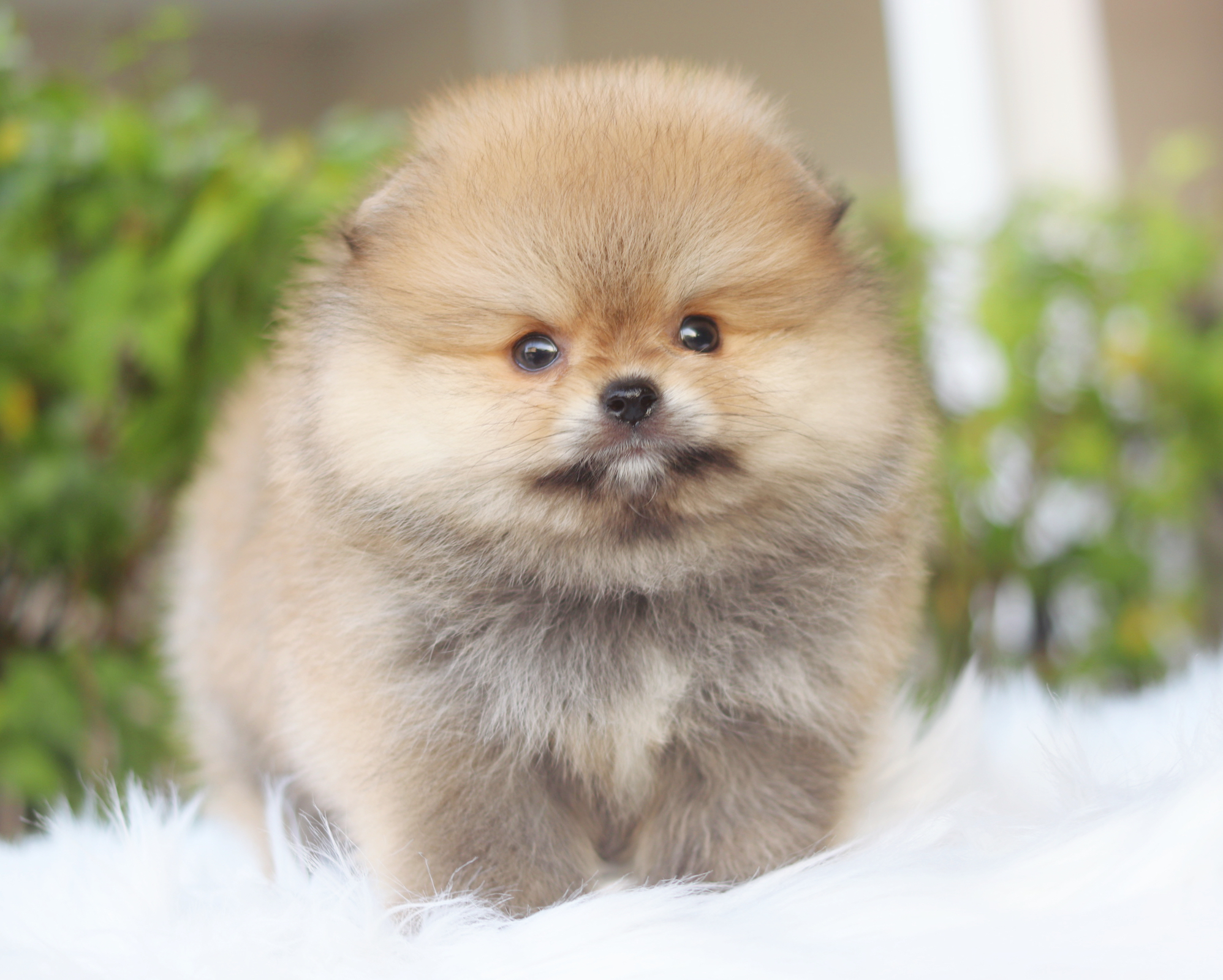 ปอมเมอเรเนียน เพศผู้สีส้ม