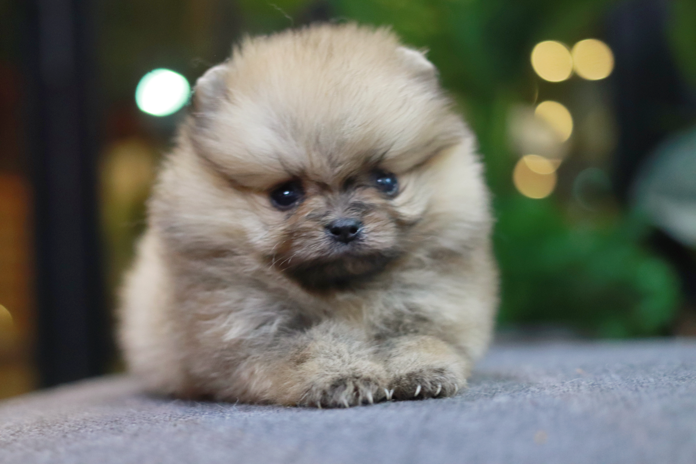 ปอมเมอเรเนียน เพศเมีย ทีคัพ