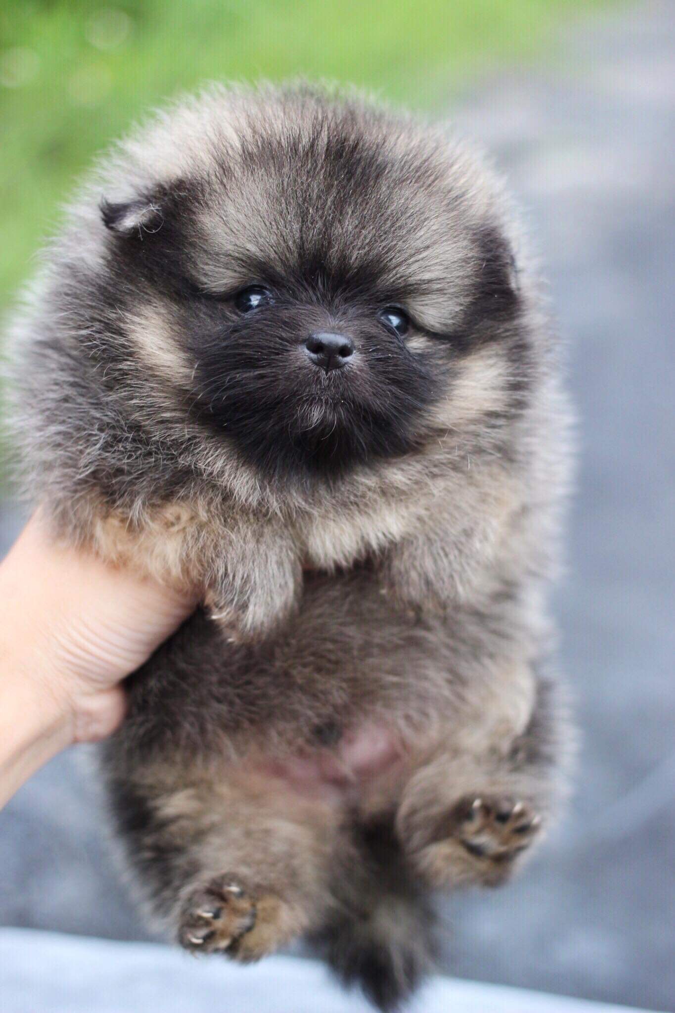 ปอมเมอเรเนียน เพศผู้ปาตี้