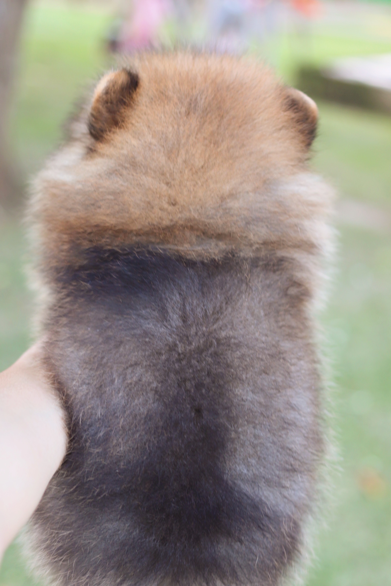 ปอมเมอเรเนียน เพศเมีย สีส้ม