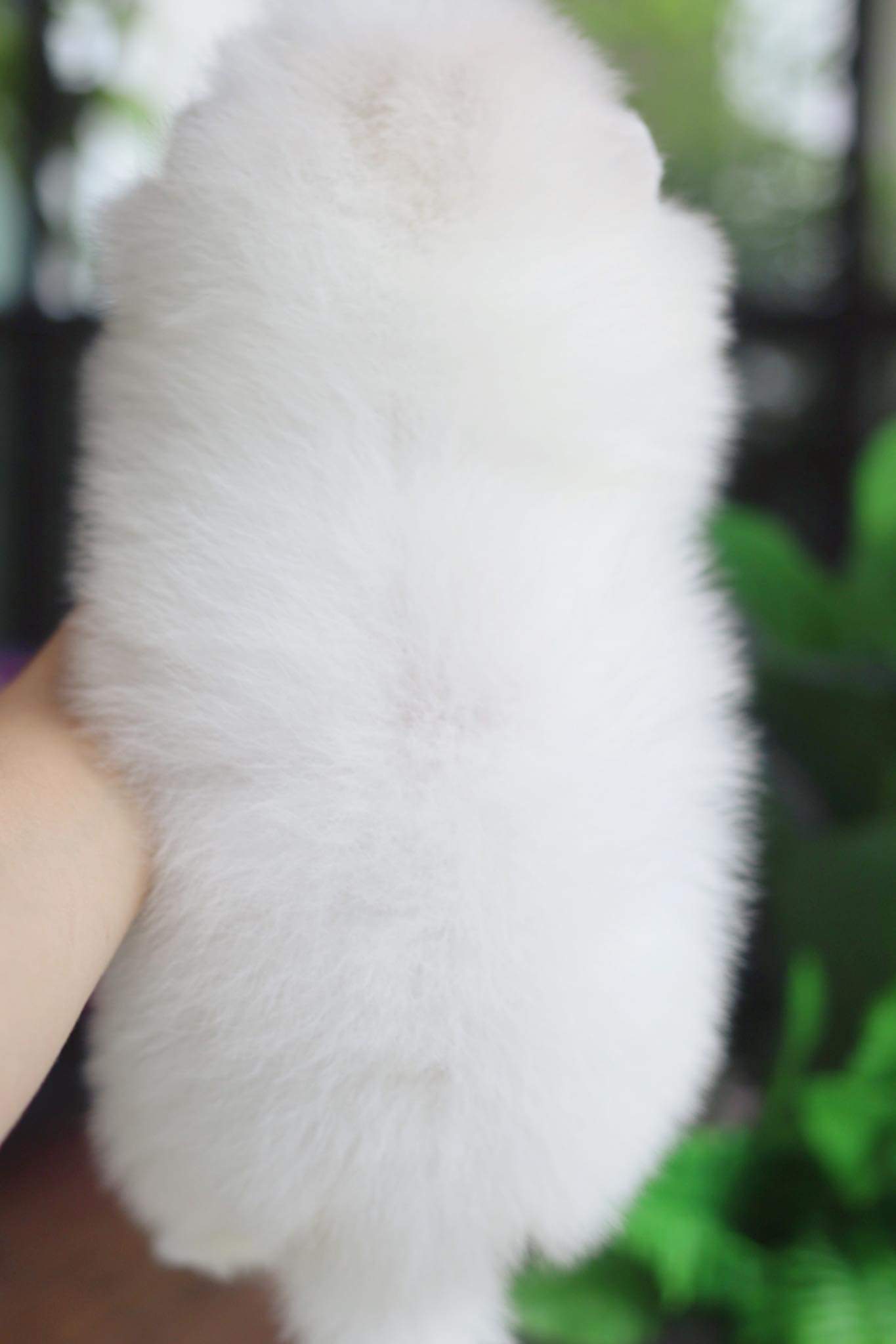 ปอมเมอเรเนียน เพศผู้ ขาวครีม