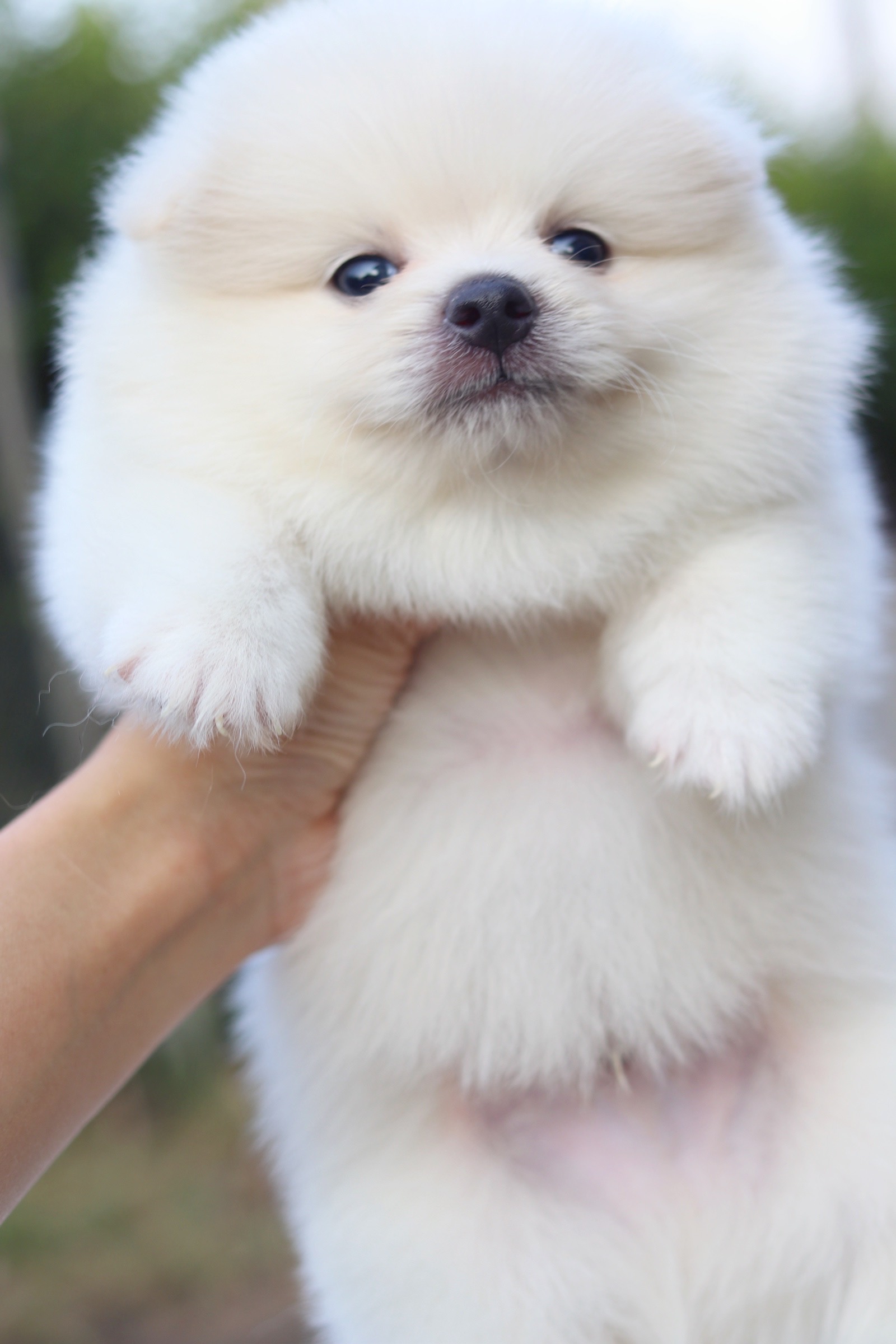 ปอมเมอเรเนียน เพศผู้ ขาวครีม