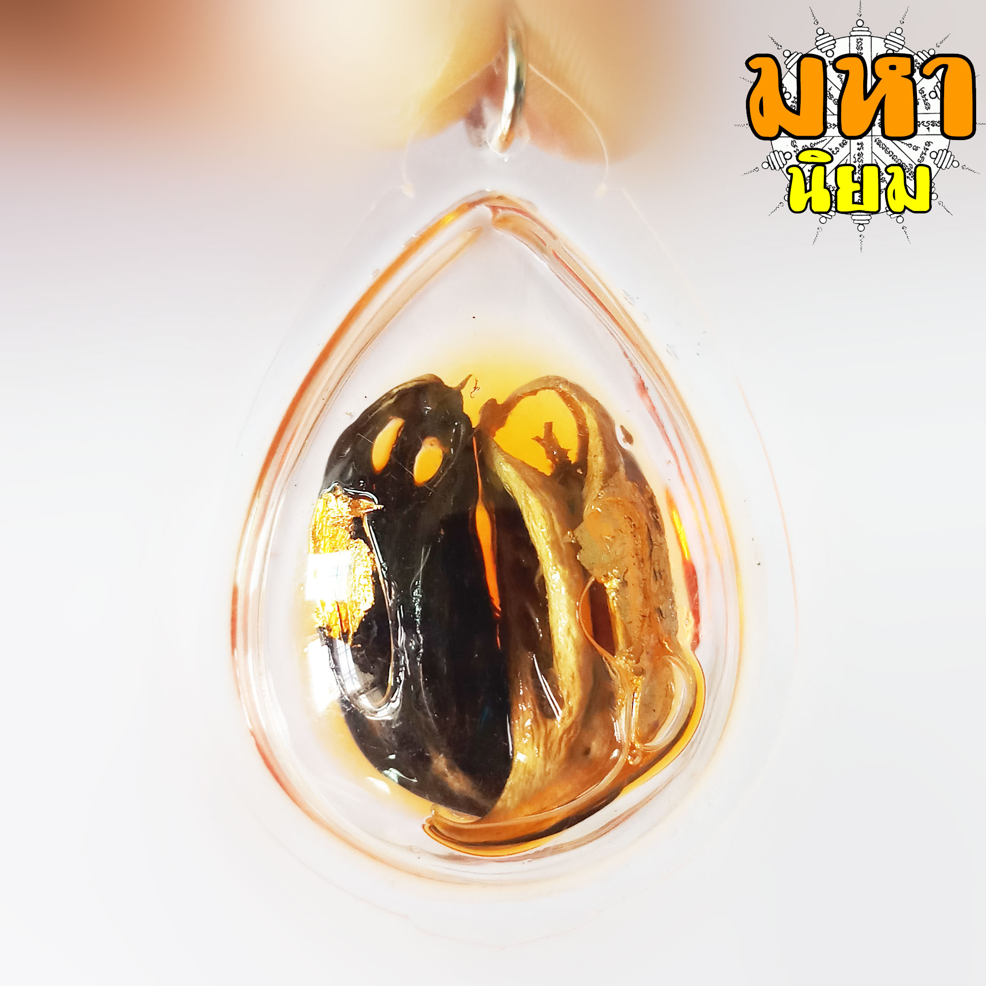 กระจับเงิน กระจับทอง พญาเล็บครุฑ ครูบาเดช กิตติญาโณ สำนักสงฆ์ป่าช้าบ้านใหม่รัตนโกสินทร์ จ.ลำปาง