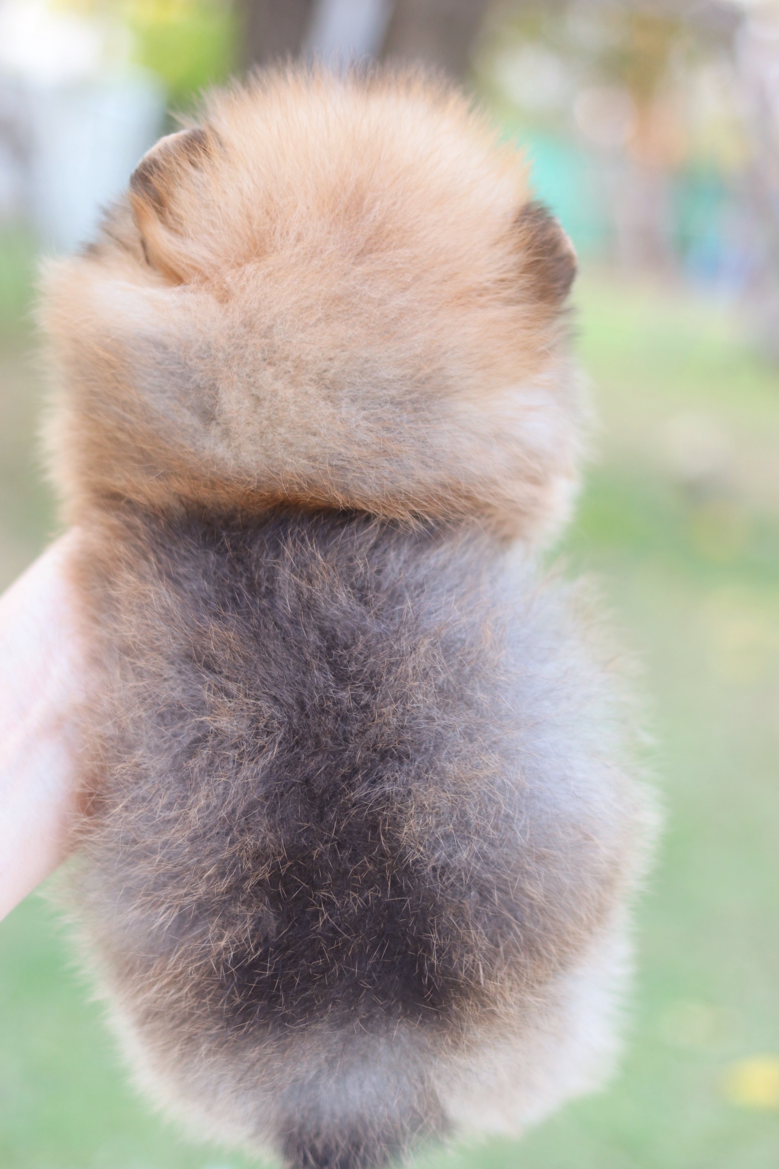 ปอมเมอเรเนียน เพศผู้ สีส้ม